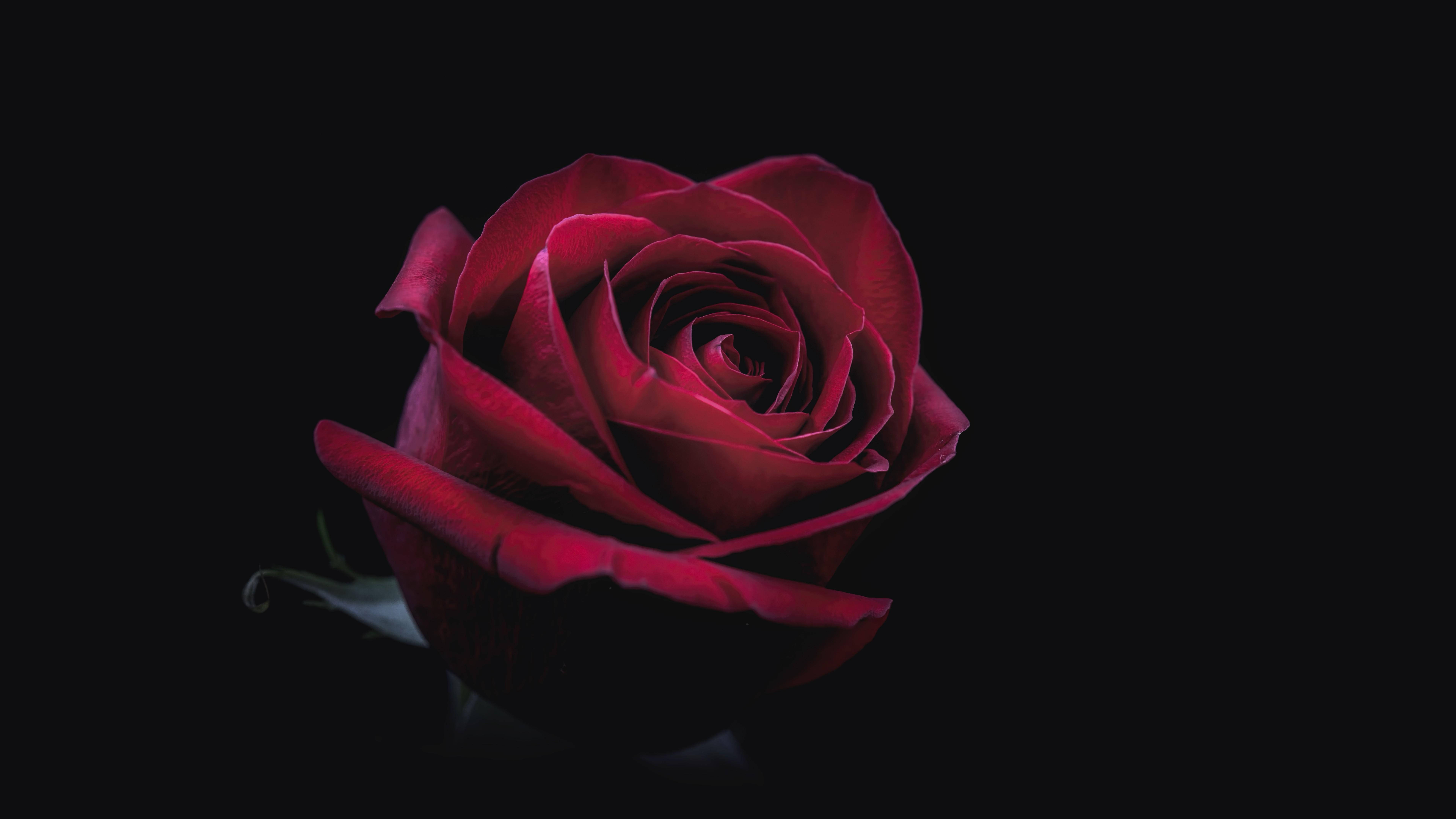 OLED 4K 桌布 壁紙 — 一朵深紅玫瑰在純黑背景下戲劇性地盛開，花瓣柔和照亮，展現出複雜的紋理和天鵝絨般的深度。