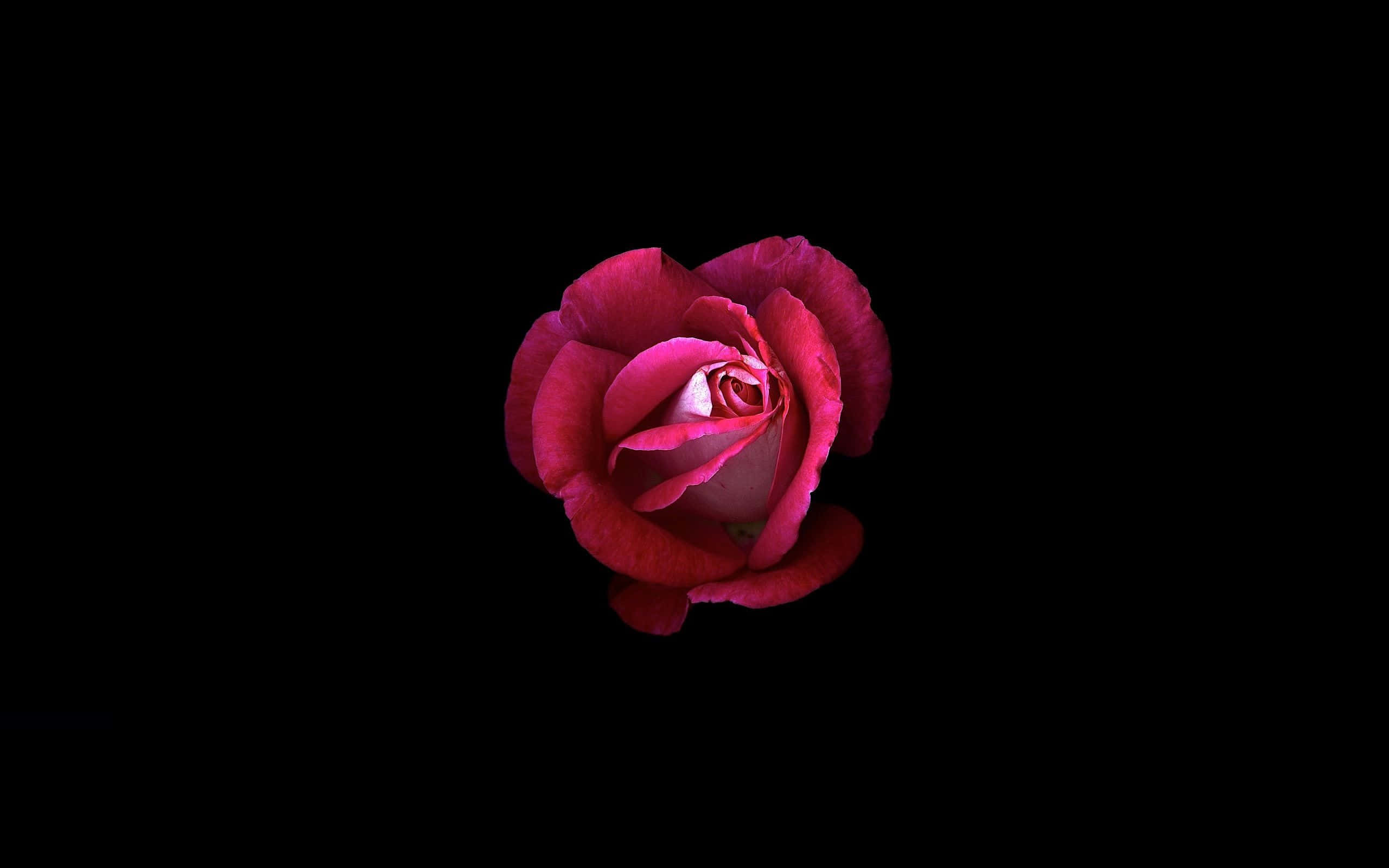 花 桌布 壁紙 — 一朵深紅玫瑰在純黑背景中盛開，花瓣在柔和光線下展現細膩漸變和絲絨質感。