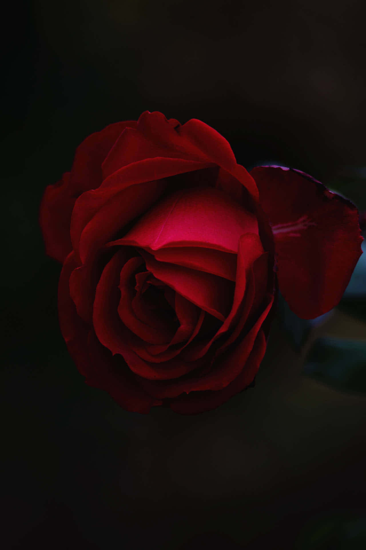 Cool Rose 桌布 壁紙 — 一朵深紅玫瑰在陰影中綻放，中心發光，背景黑暗。