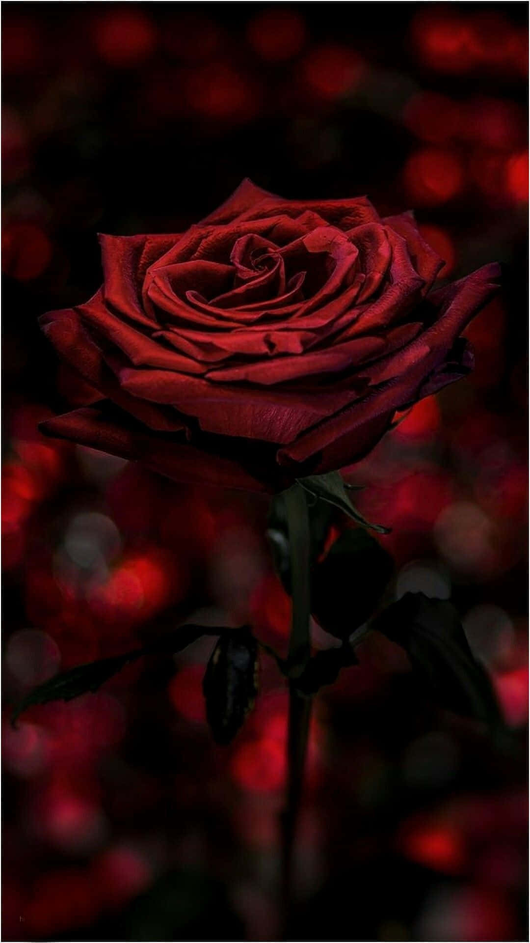 Aesthetic Rose 桌布 壁紙 — 一朵深紅玫瑰在陰影中綻放，背景有閃爍的散景燈光。