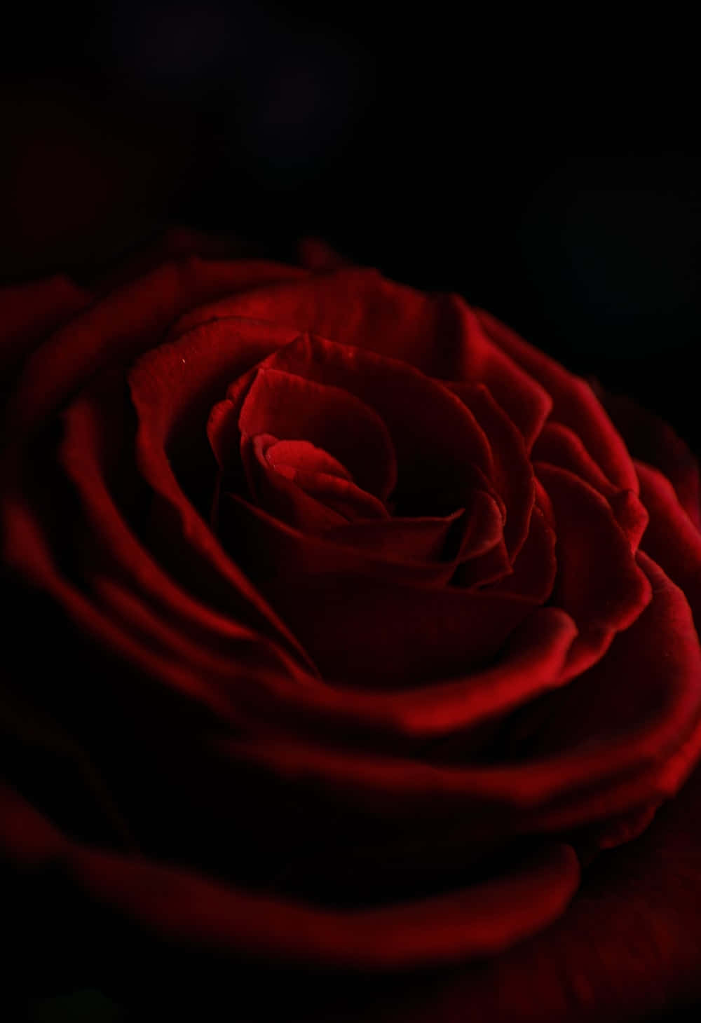 Roses 桌布 壁紙 — 一朵深紅玫瑰在陰影黑暗中綻放，天鵝絨般的花瓣上帶有柔和發光的高光。