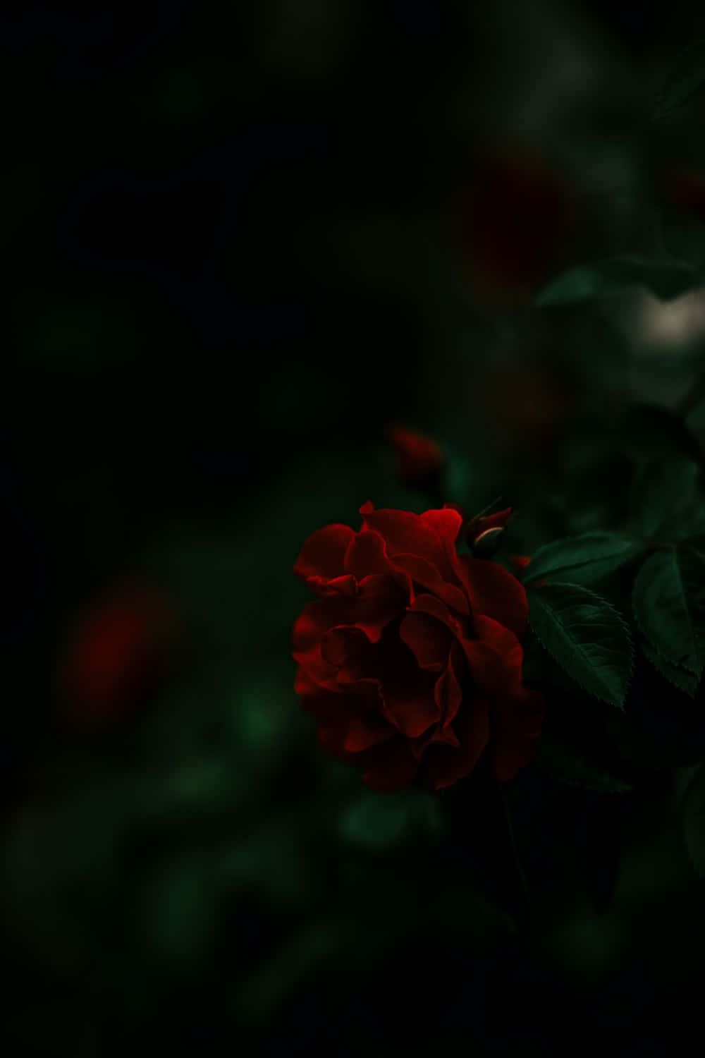 Roses 桌布 壁紙 — 一朵深紅玫瑰在陰影黑暗中綻放，背景中深綠色葉片柔和模糊。