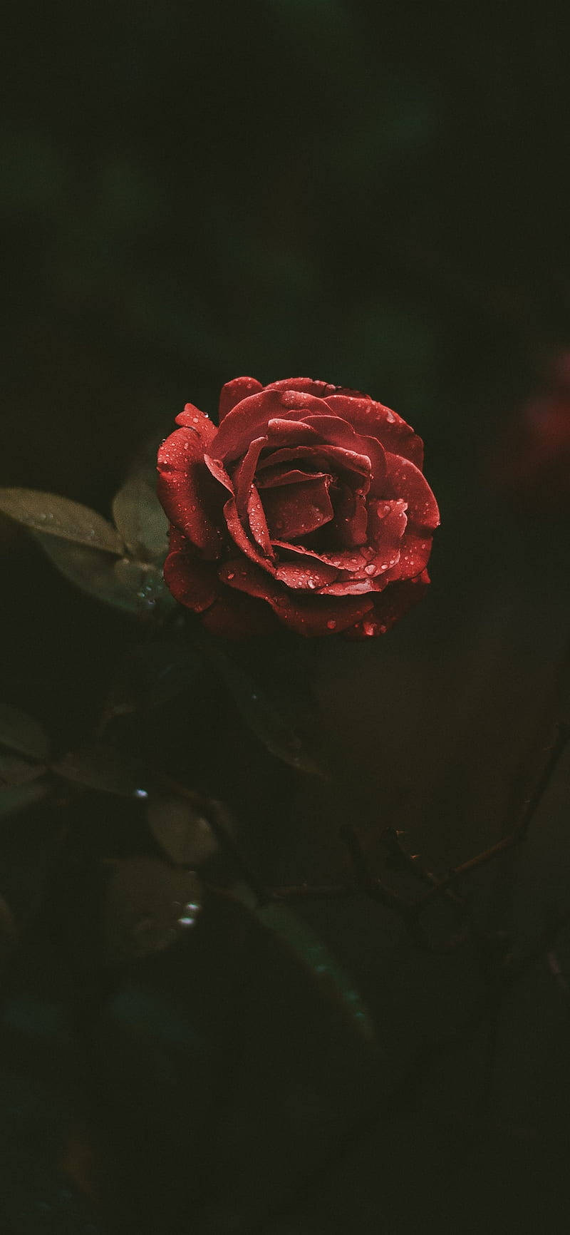 花 桌布 壁紙 — 一朵深紅玫瑰在黑暗模糊的樹葉背景上閃爍著露珠。