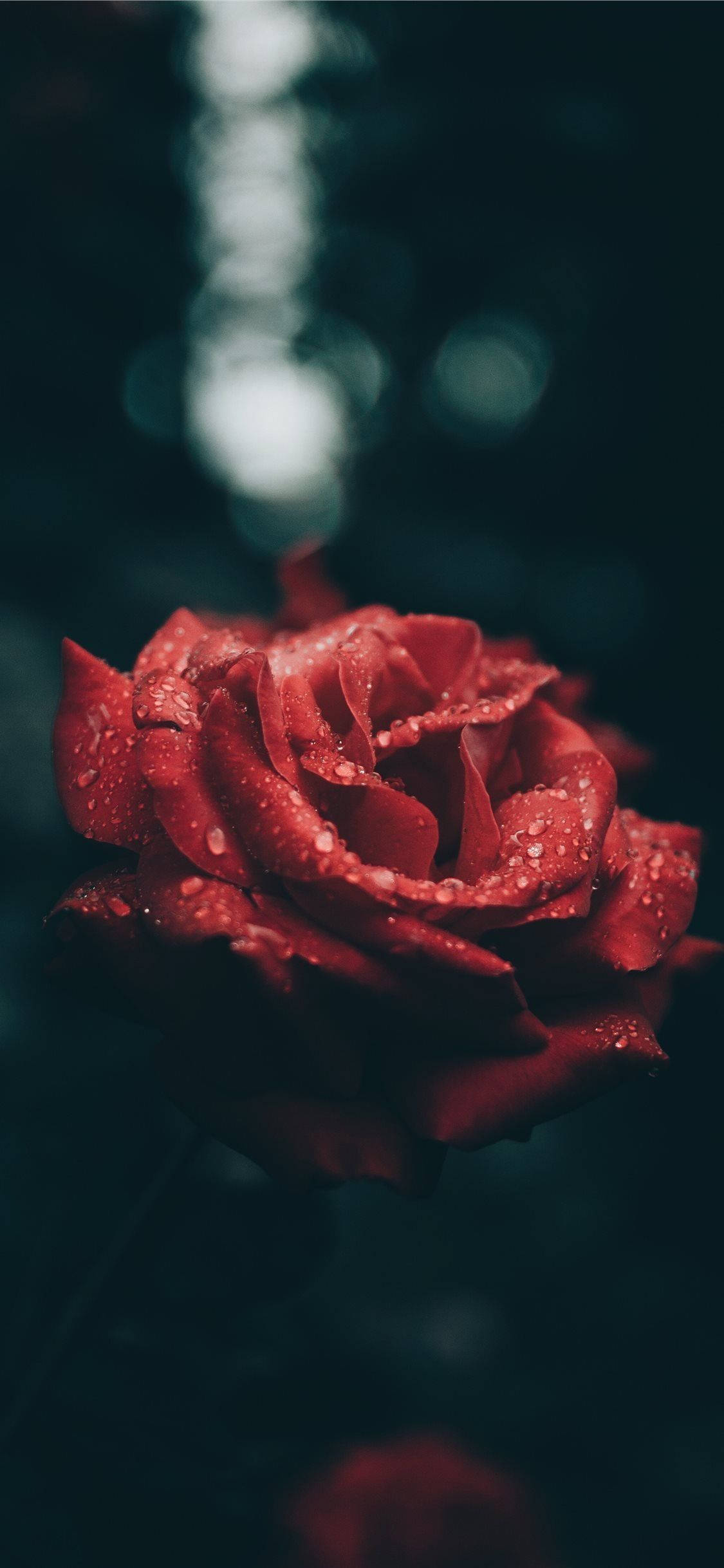 紅色 iPhone 桌布 壁紙 — 一朵深紅玫瑰在黑暗模糊的背景上閃爍著露珠，伴隨著柔和的散景燈光。