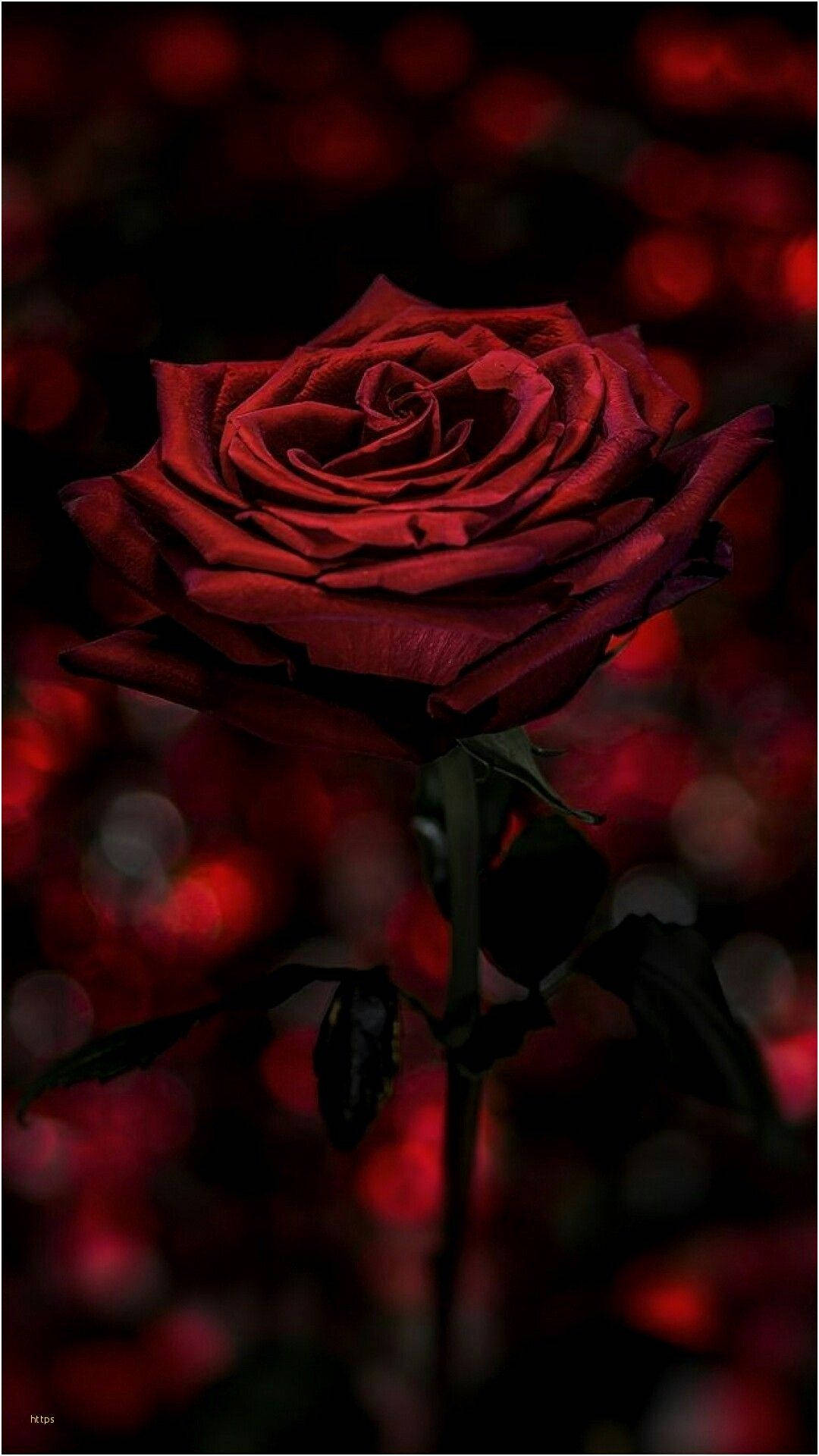 Gothic Phone 桌布 壁紙 — 一朵深紅玫瑰在黑暗模糊的背景中綻放，背景有發光的紅色散景燈光。
