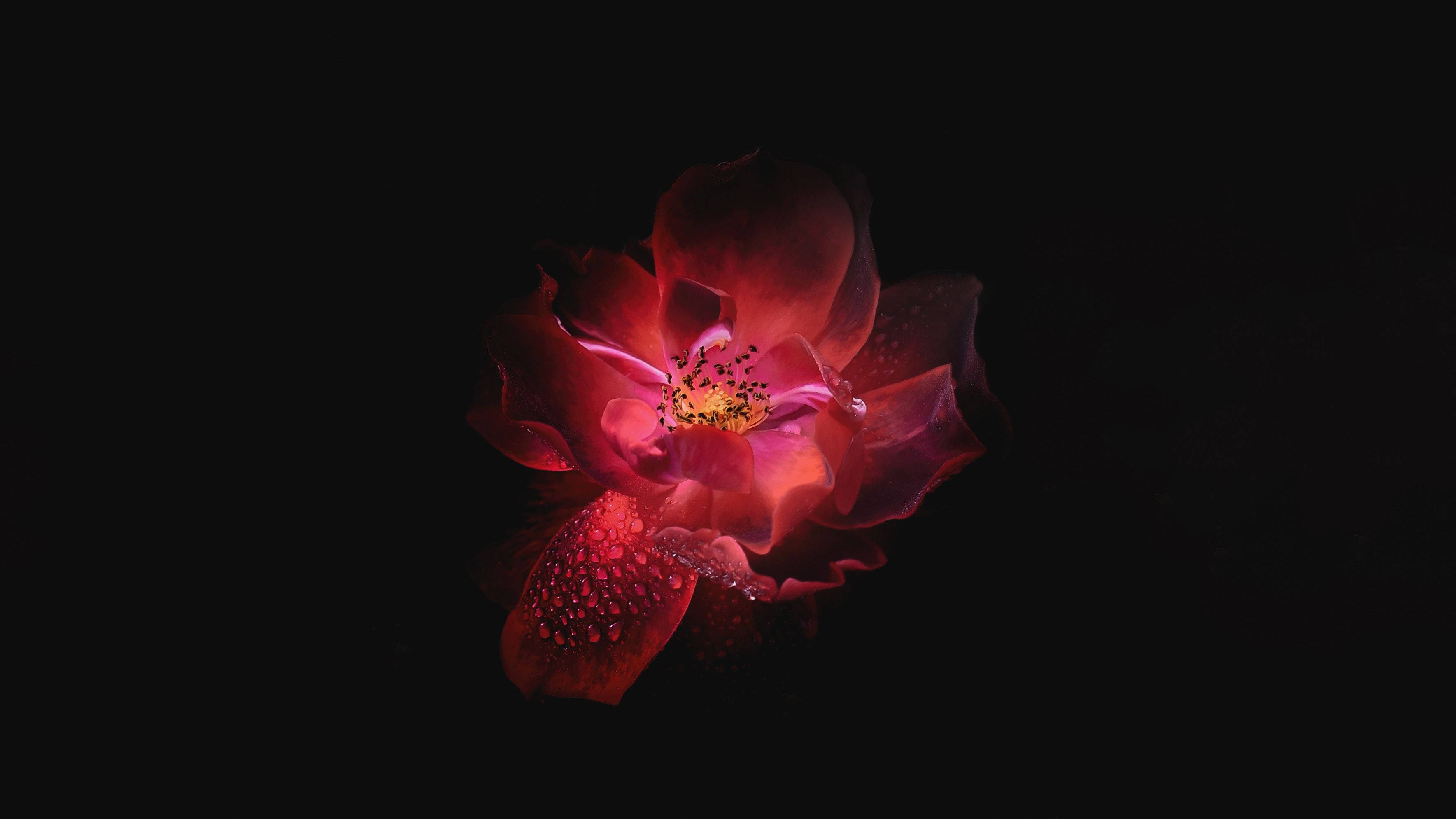 OLED 桌布 壁紙 — 一朵深紅玫瑰帶有露珠，在純黑背景下柔和發光。