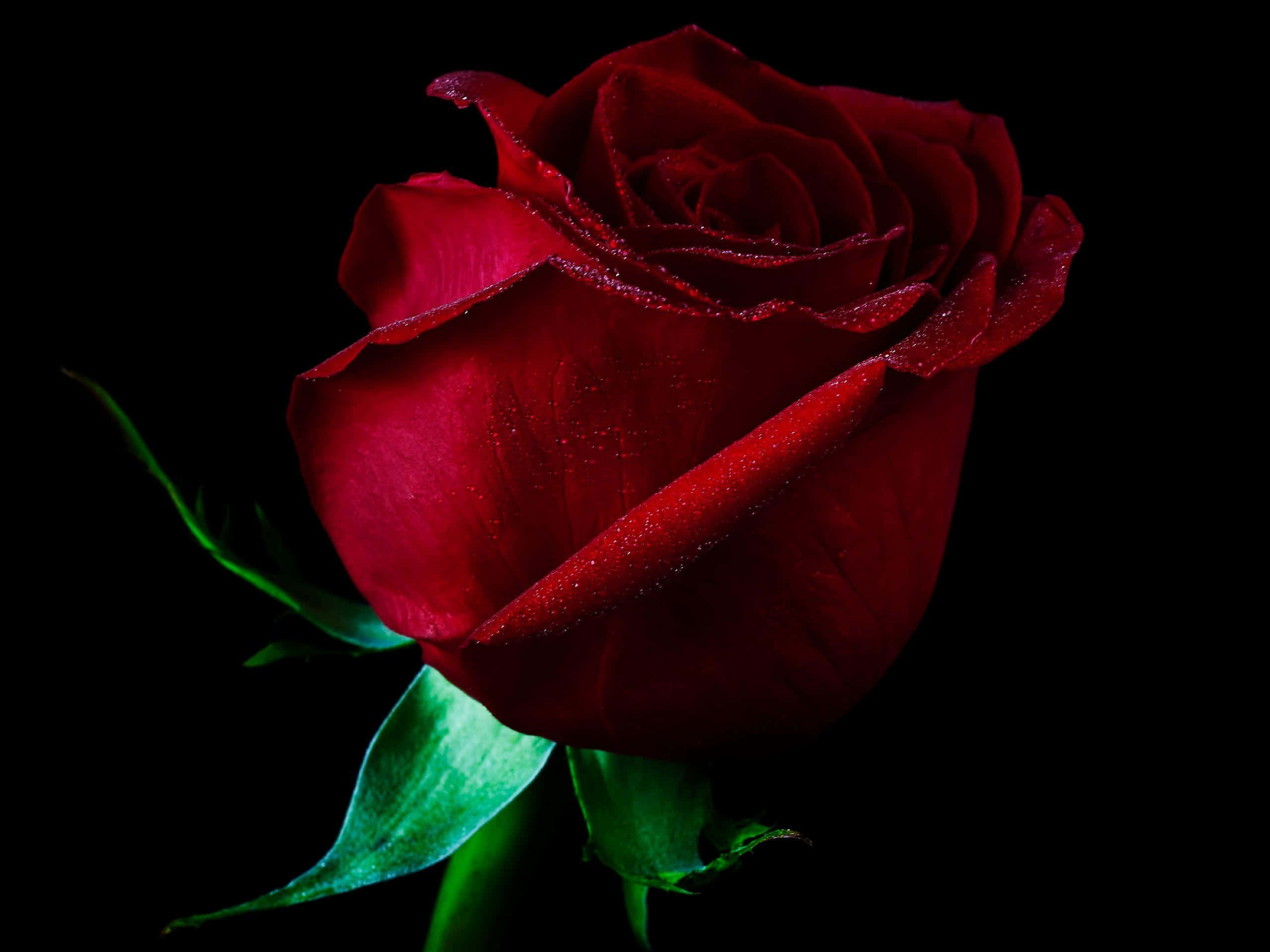 Roses 桌布 壁紙 — 一朵深紅玫瑰帶著露珠，在純黑背景上與鮮綠葉片一同閃耀。