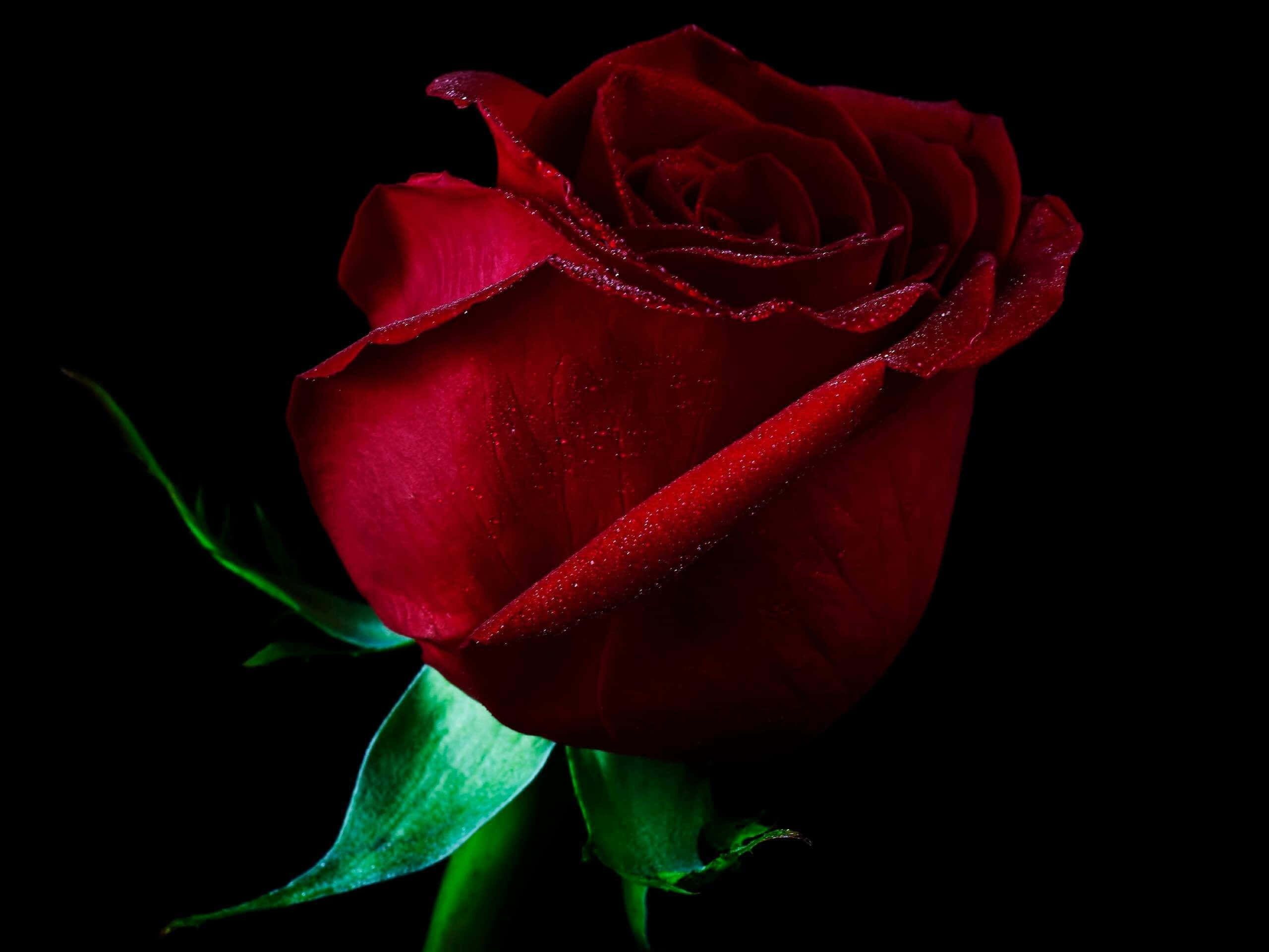 Cool Rose 桌布 壁紙 — 一朵深紅玫瑰帶著露珠在純黑背景中閃耀，其綠色莖幹被微妙地照亮。