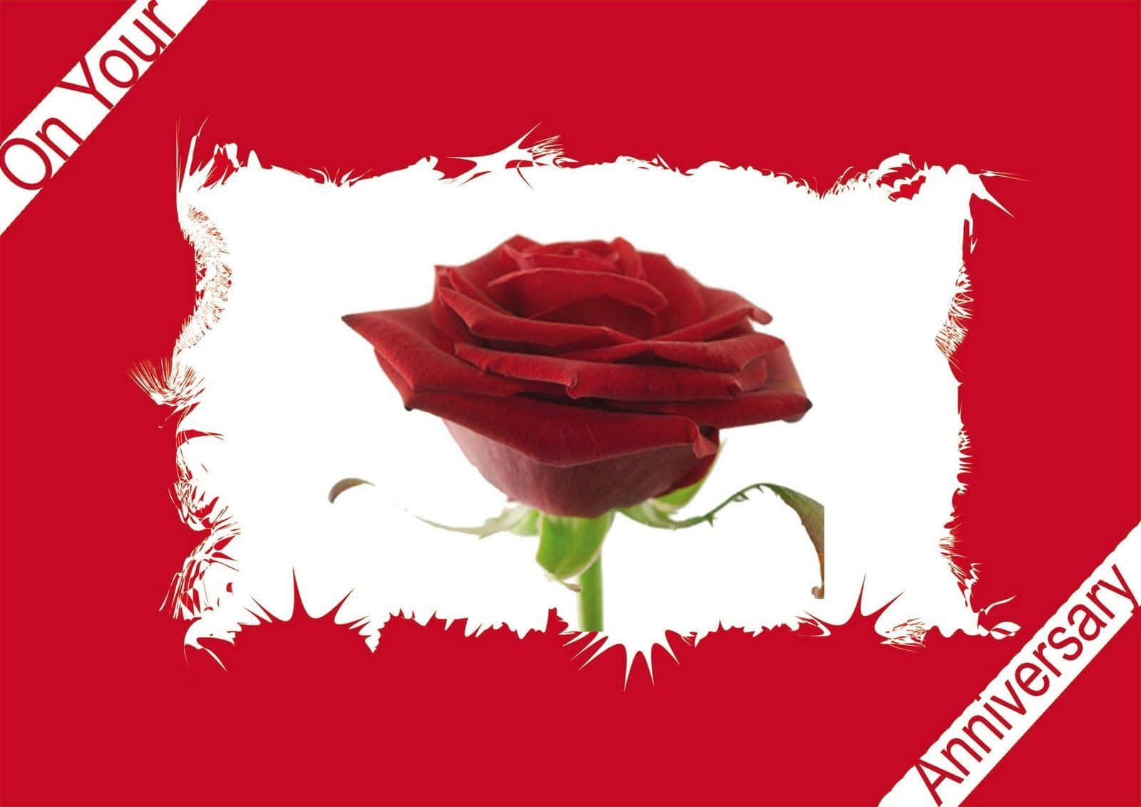 Anniversary 桌布 壁紙 — 一朵深紅玫瑰置於撕裂白色框架中央，背景為大膽紅色，帶有對角線週年紀念文字。