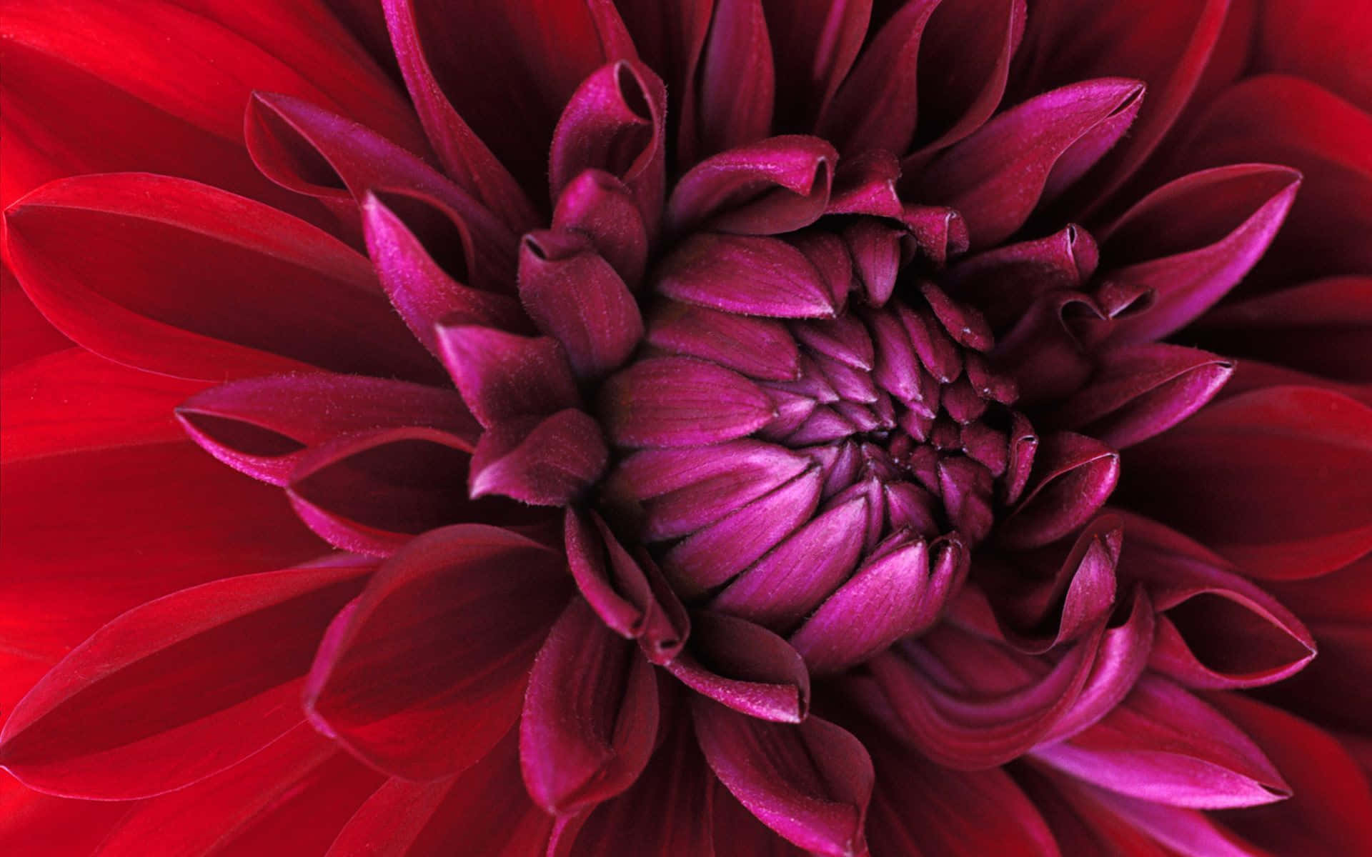 Beautiful Flower 桌布 壁紙 — 一朵深紅色大麗花的微距照片，花瓣如天鵝絨般，向內螺旋至洋紅色中心。