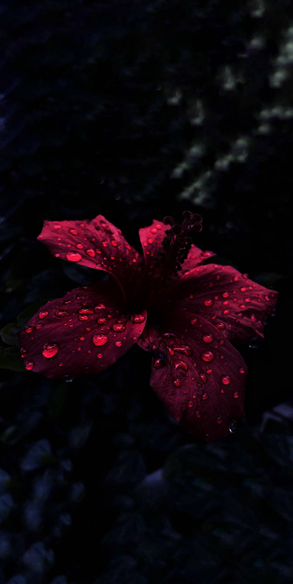 OLED 桌布 壁紙 — 一朵深紅色木芙蓉花在黑暗模糊的樹葉背景下閃爍著露珠。