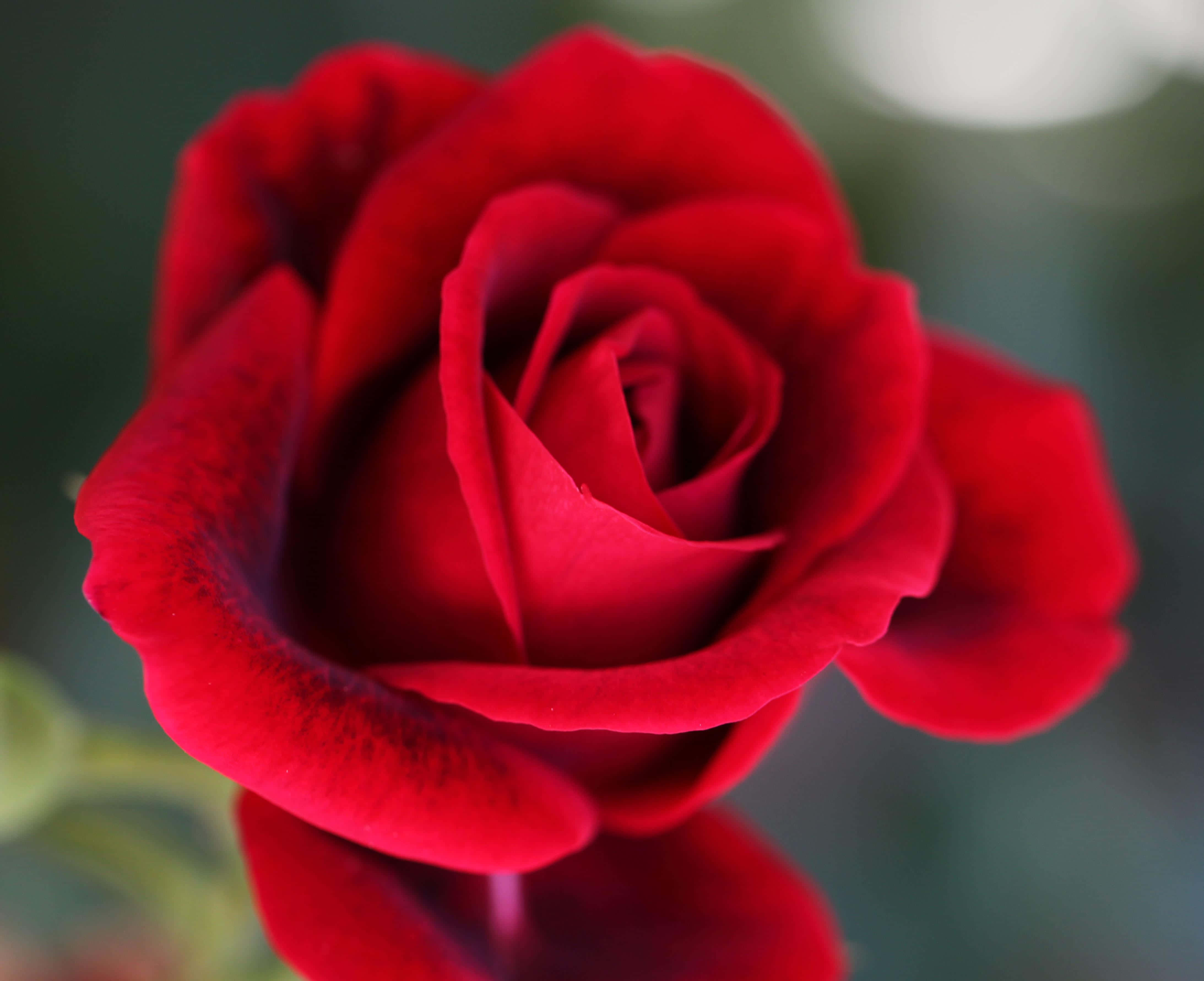 Rose Art 桌布 壁紙 — 一朵深紅色玫瑰的特寫，天鵝絨般的花瓣在柔和的模糊綠色背景下展開。