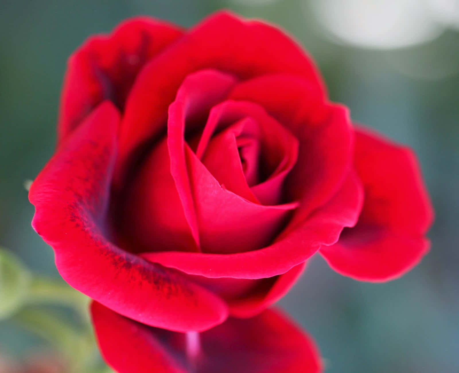 Beautiful Rose 桌布 壁紙 — 一朵深紅色玫瑰的特寫，帶有絲絨般的花瓣在柔和的模糊綠色背景上展開。
