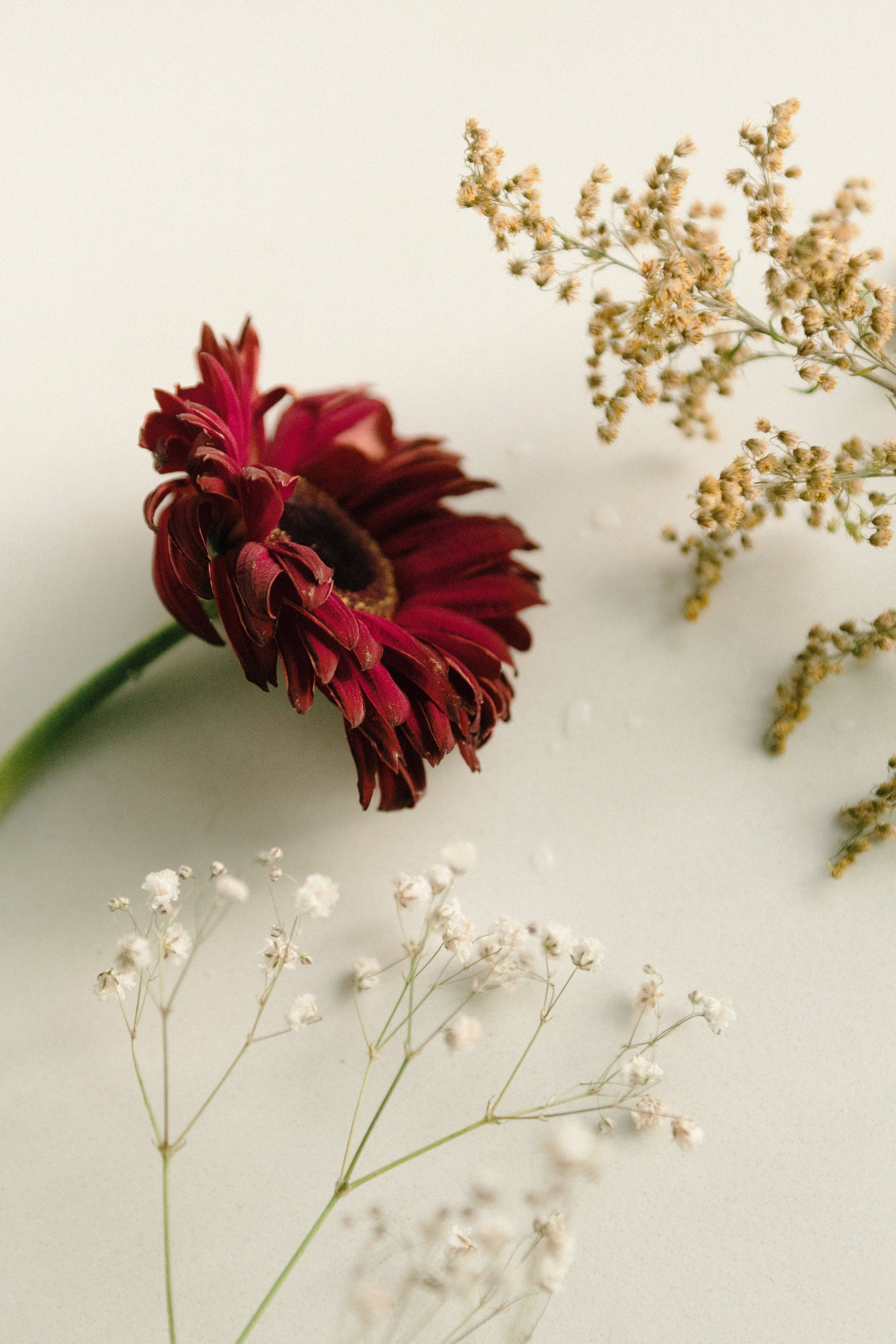 Red And White 桌布 壁紙 — 一朵深紅色的乾燥非洲菊雛菊，旁邊放著精緻的白色和米色乾燥滿天星和羽毛狀的草，在柔軟的米白色表面上。