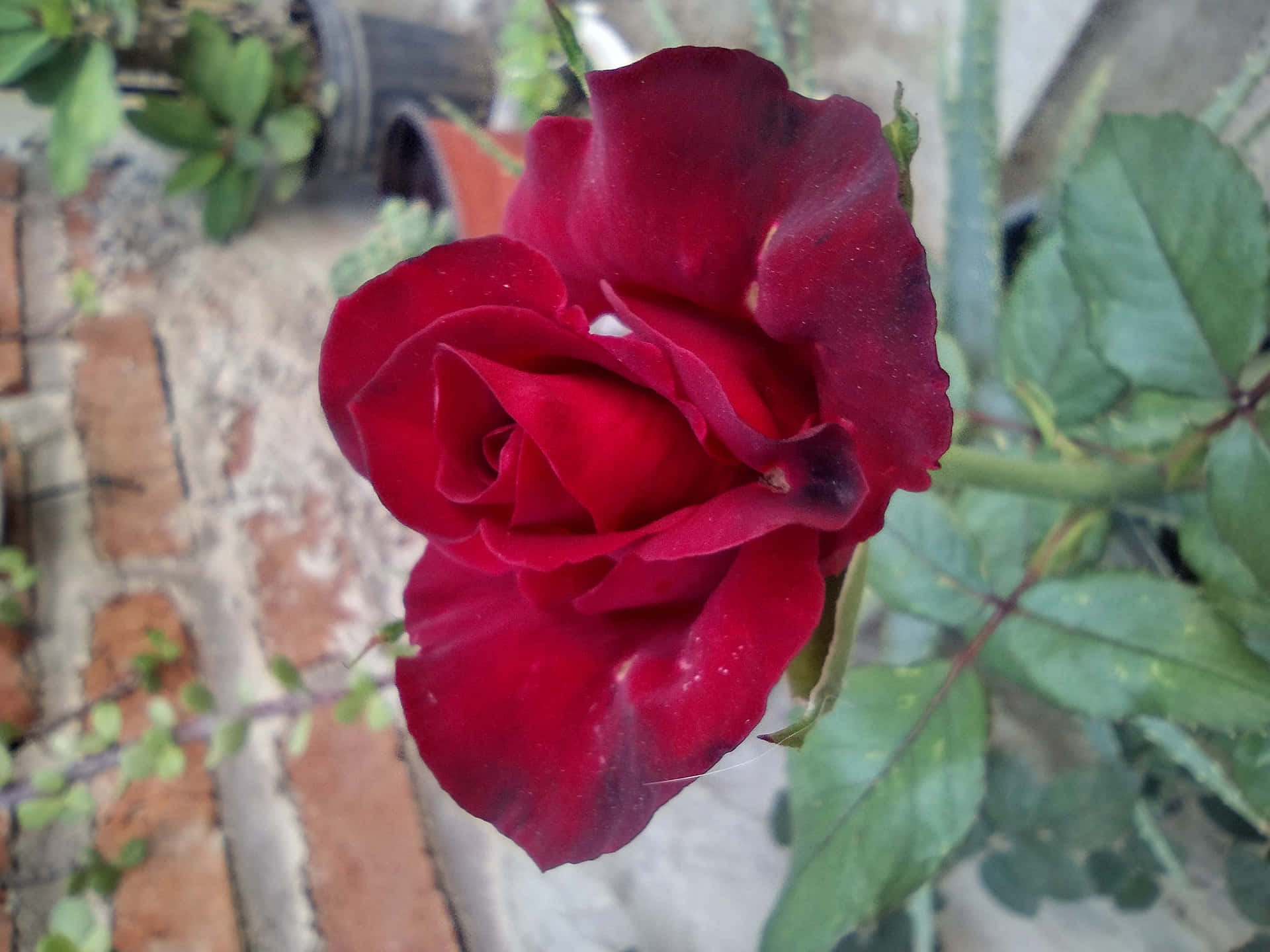 Red flower 壁紙 — 一朵深紅色的玫瑰，帶有天鵝絨般的花瓣，在風化的磚牆和綠色葉子襯托下盛開。