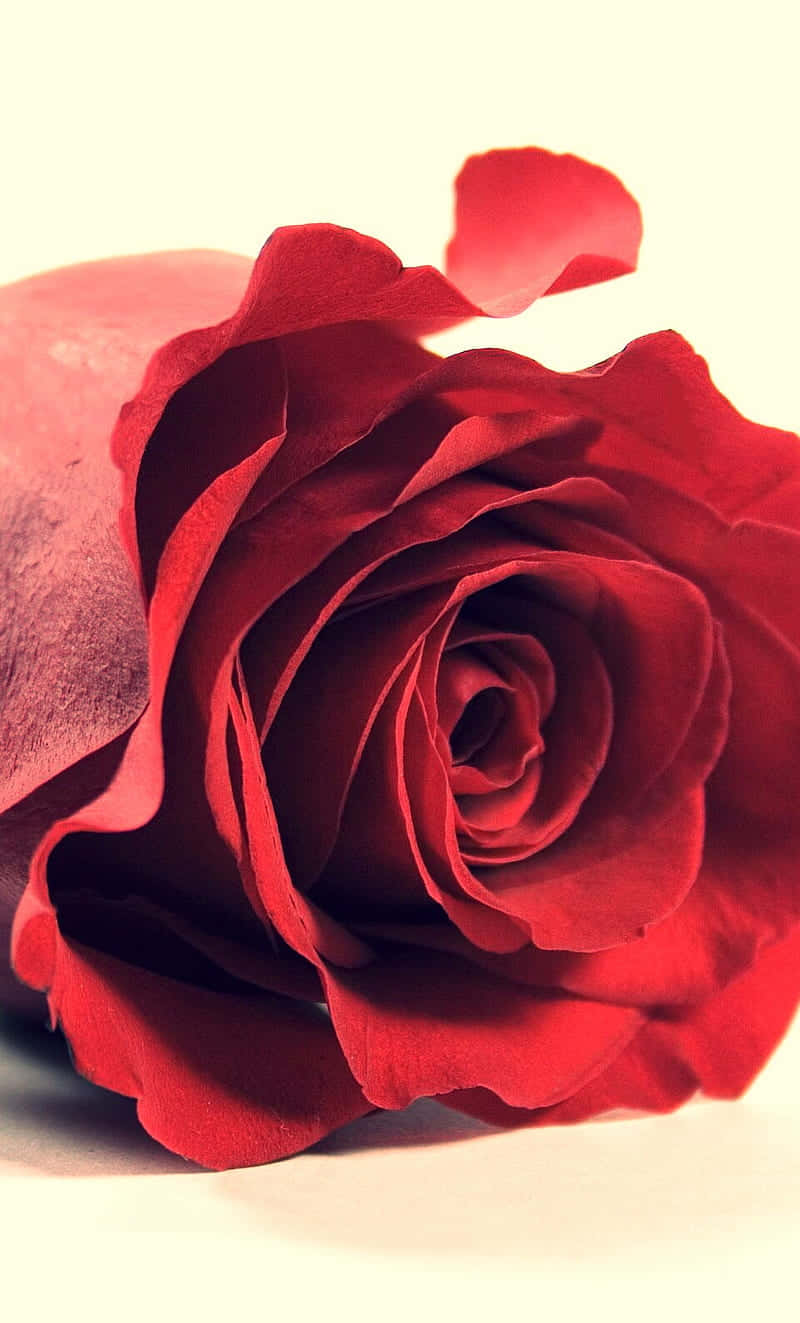 Roses 桌布 壁紙 — 一朵深紅色的玫瑰，帶有天鵝絨般的花瓣，在柔和的奶油色背景上展開。