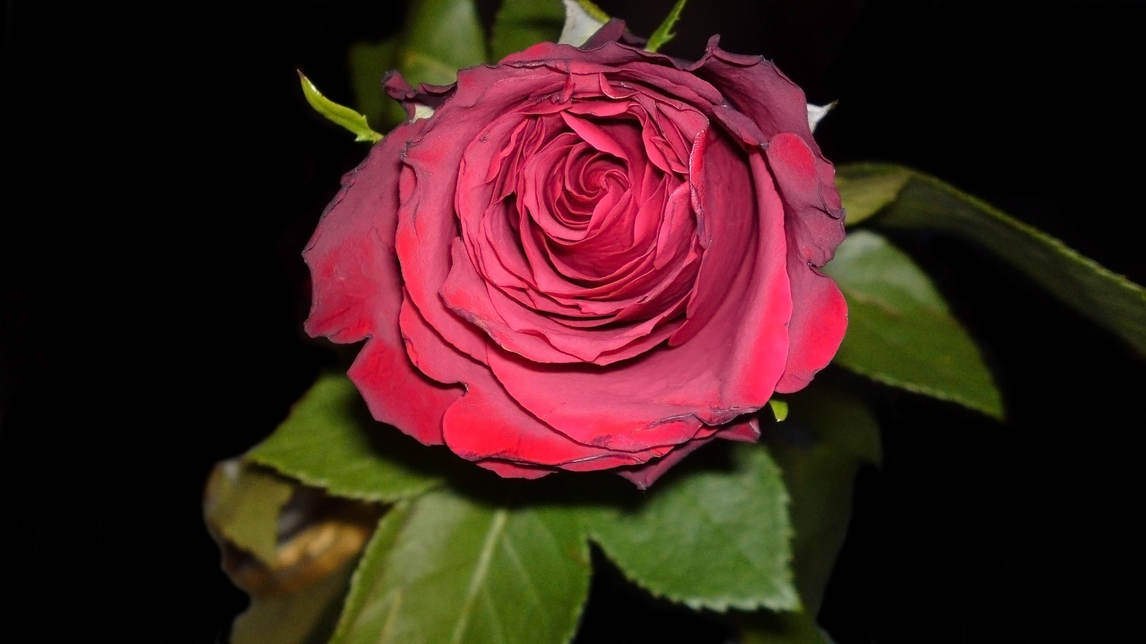 Rose Flower 桌布 壁紙 — 一朵深紅色的玫瑰，帶有複雜的分層花瓣，在純黑色背景上綻放，並有綠色葉子。