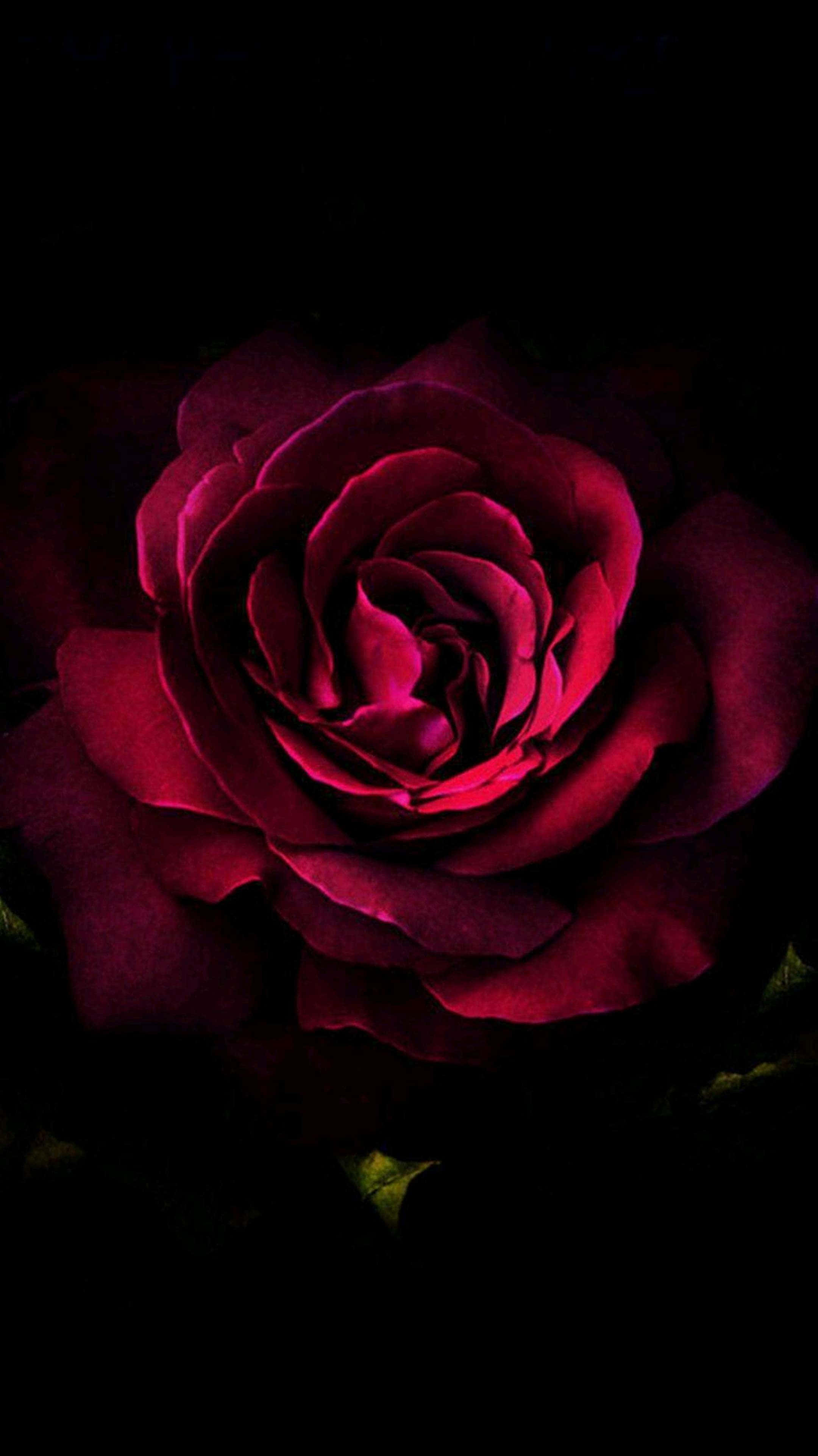 Valentines Day Roses 桌布 壁紙 — 一朵深紅色的玫瑰在漆黑的背景下戲劇性地綻放，帶有發光的高光。