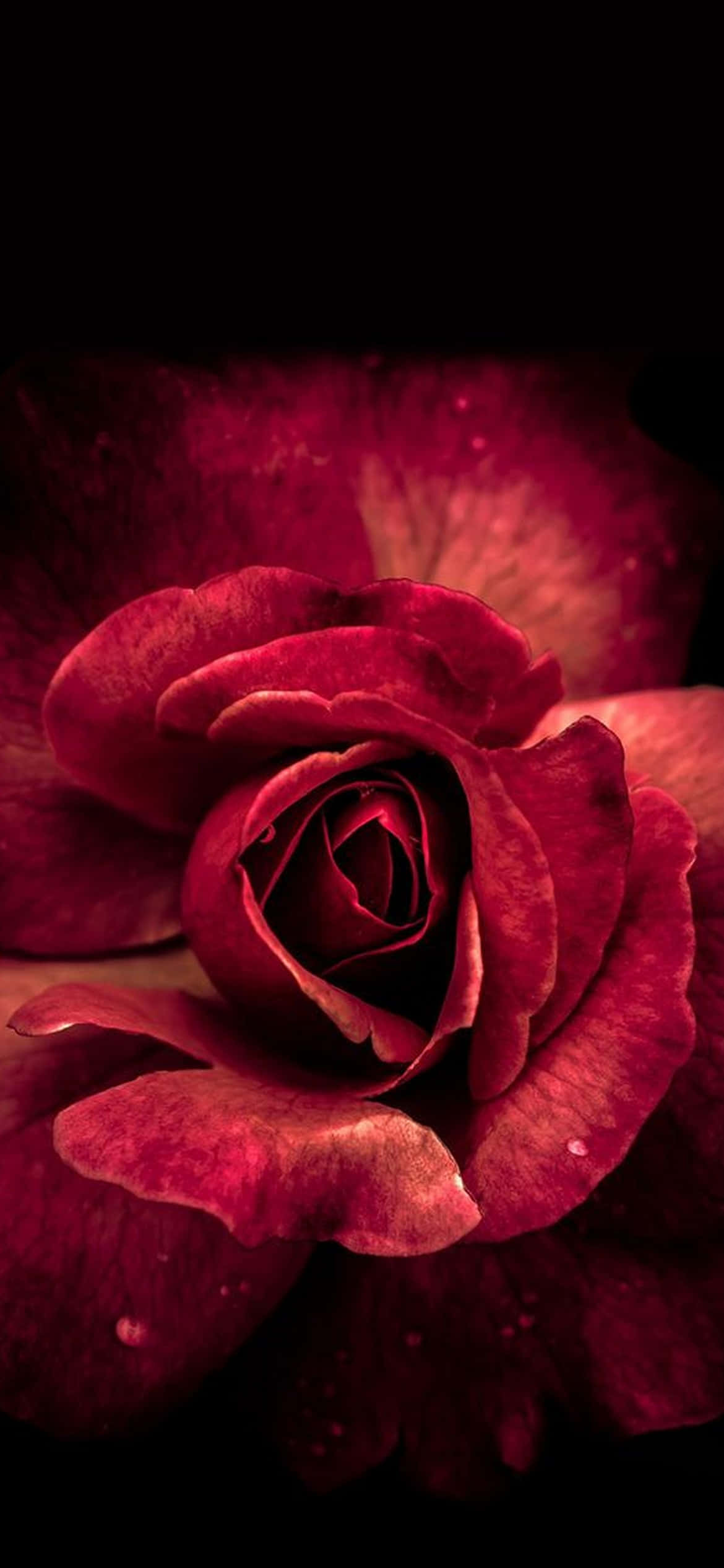 Cute Rose 桌布 壁紙 — 一朵深紅色的玫瑰在漆黑的背景下盛開，露珠在絲絨般的花瓣上閃閃發光。