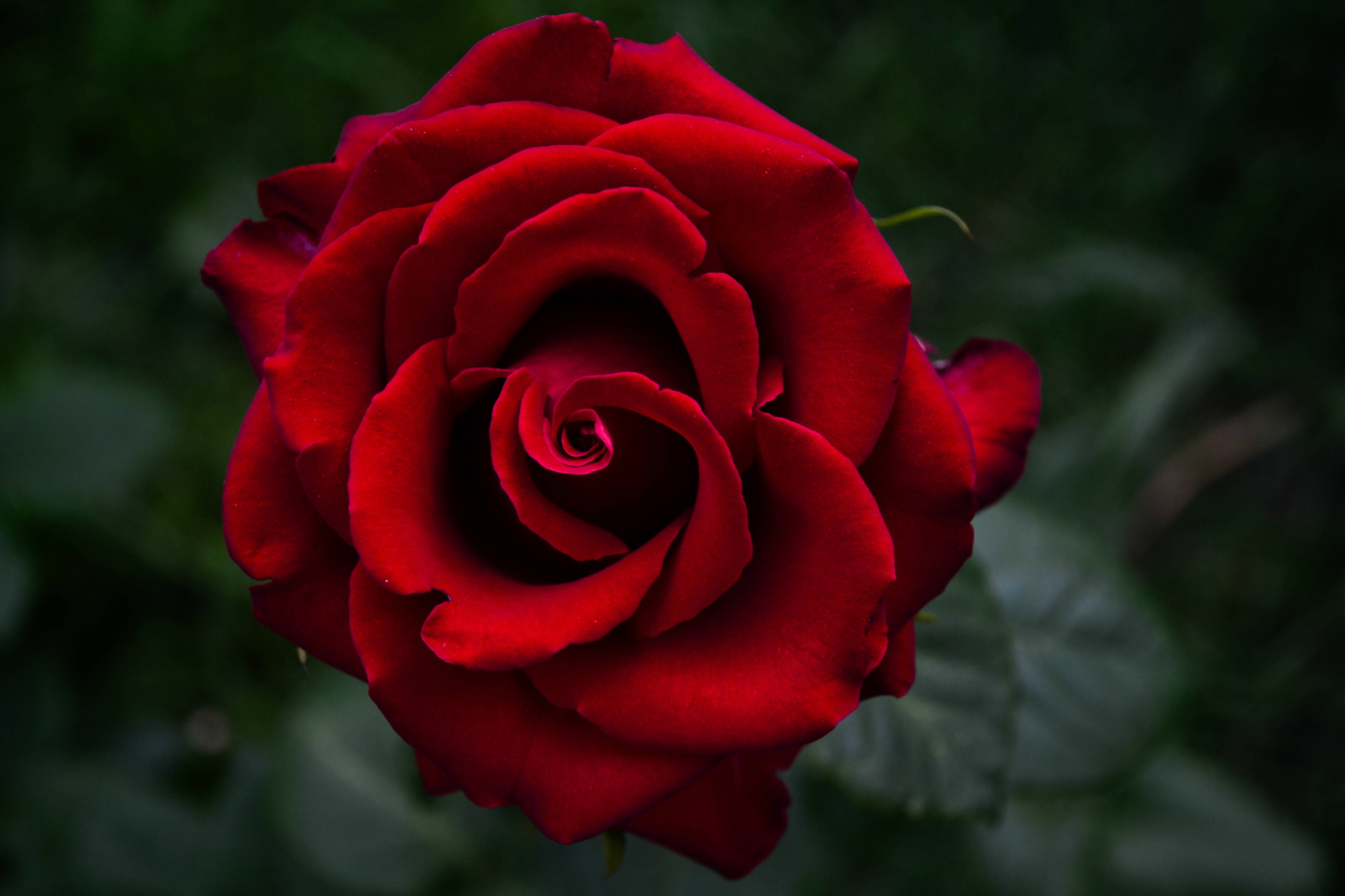 beautiful rose HD 桌布 壁紙 — 一朵深紅色的玫瑰盛開，天鵝絨般的花瓣向內盤旋，背景是暗綠色模糊的。