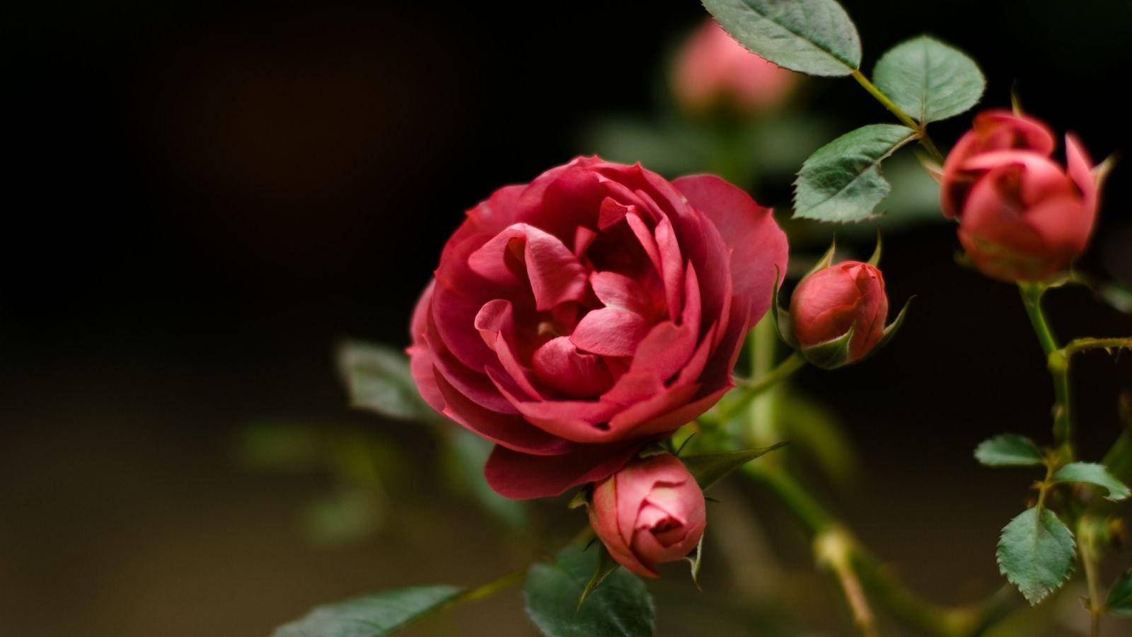 beautiful rose HD 桌布 壁紙 — 一朵深紅色的玫瑰盛開，帶有綠葉和花蕾，背景是黑暗模糊的。
