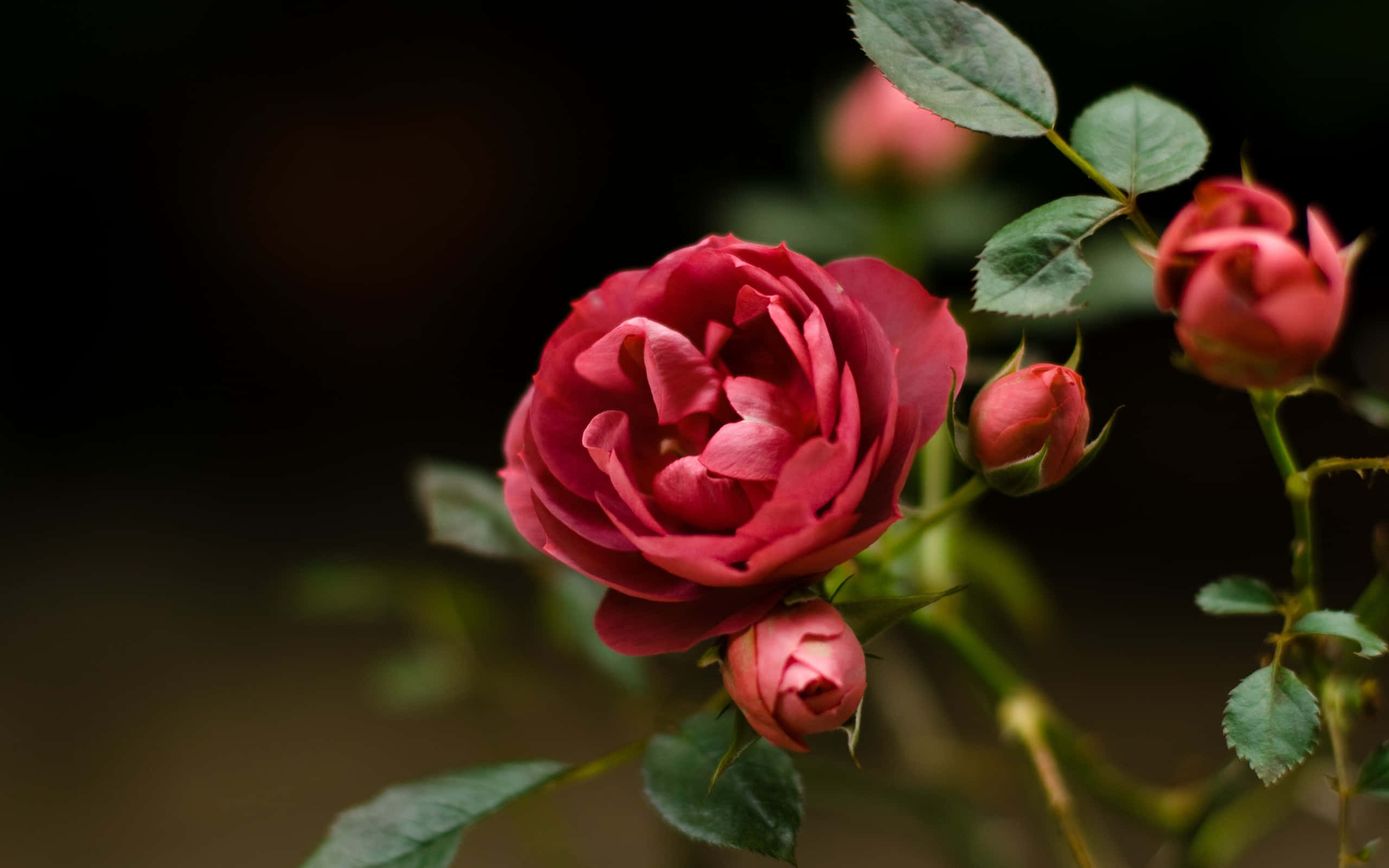 HD Rose 桌布 壁紙 — 一朵深紅色的玫瑰盛開，帶有綠葉和花蕾，背景是深色模糊的。