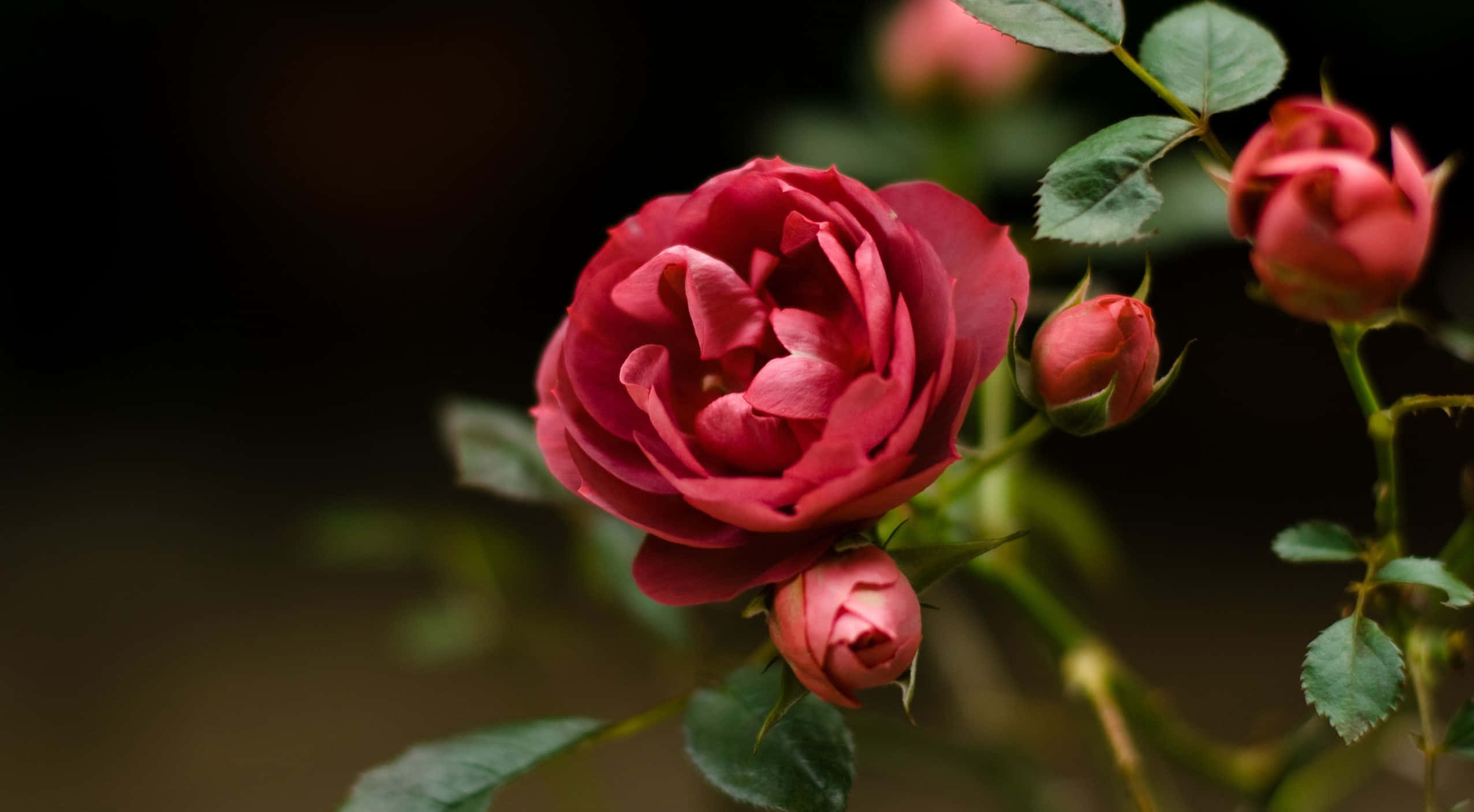 Roses 桌布 壁紙 — 一朵深紅色的玫瑰盛開，帶有綠葉和花蕾，背景是深色模糊的。