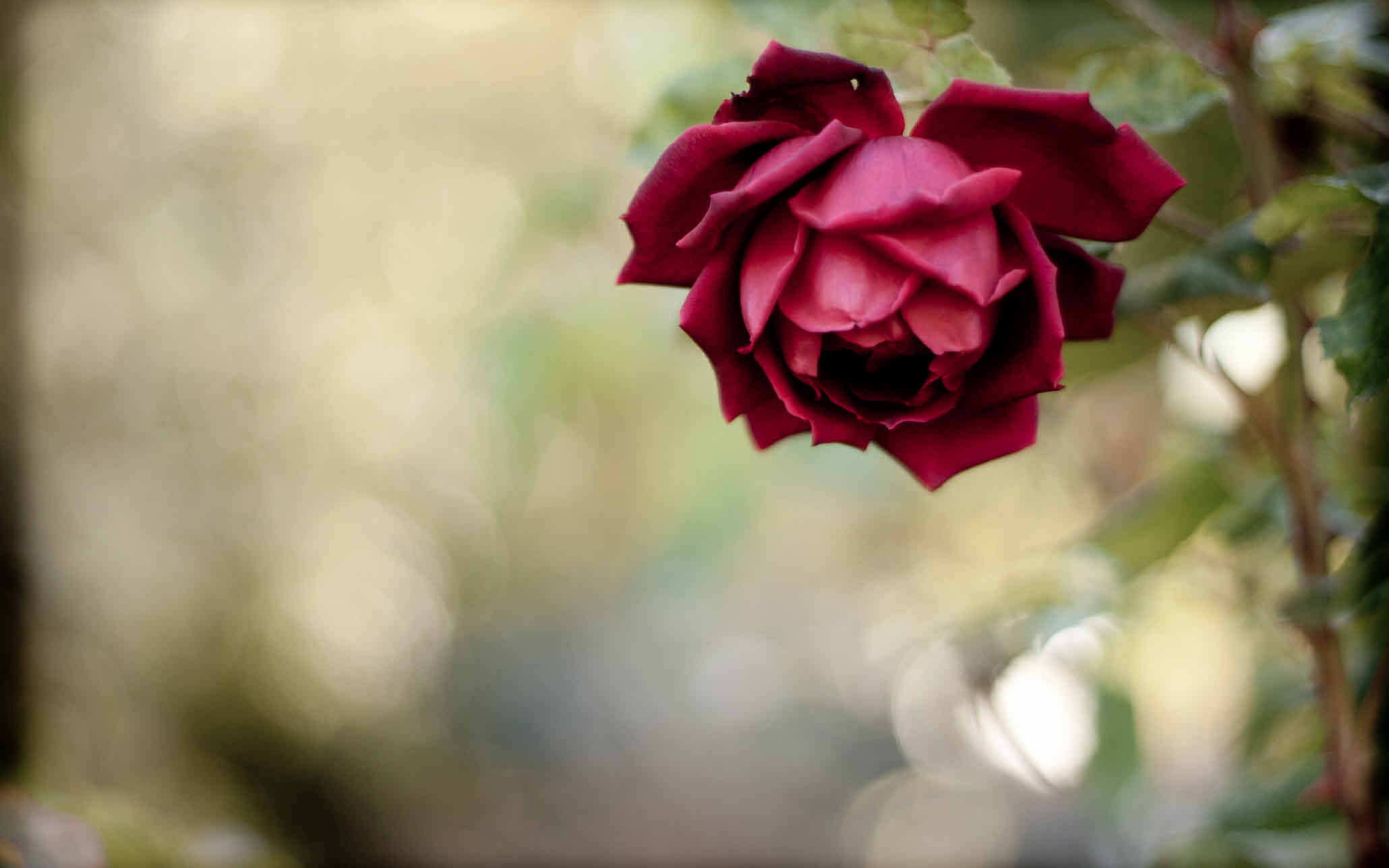 Rose Flower 桌布 壁紙 — 一朵深紅色的玫瑰盛開著，優雅地垂掛在柔和模糊的花園背景前，金色光線穿透其中。