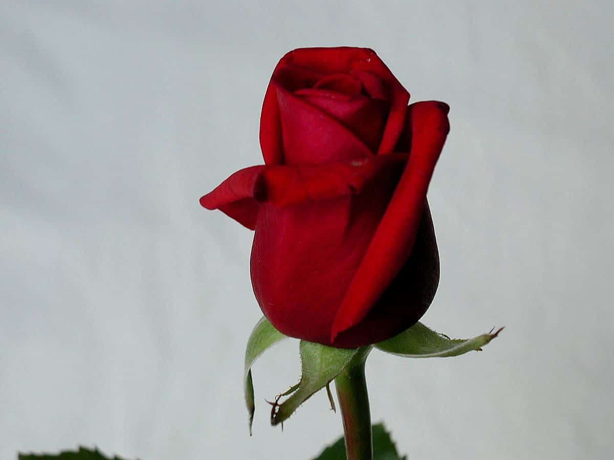 Rose Flower 桌布 壁紙 — 一朵深紅色的玫瑰花蕾，帶有綠色莖和葉子，在柔和的灰色背景前亭亭玉立。
