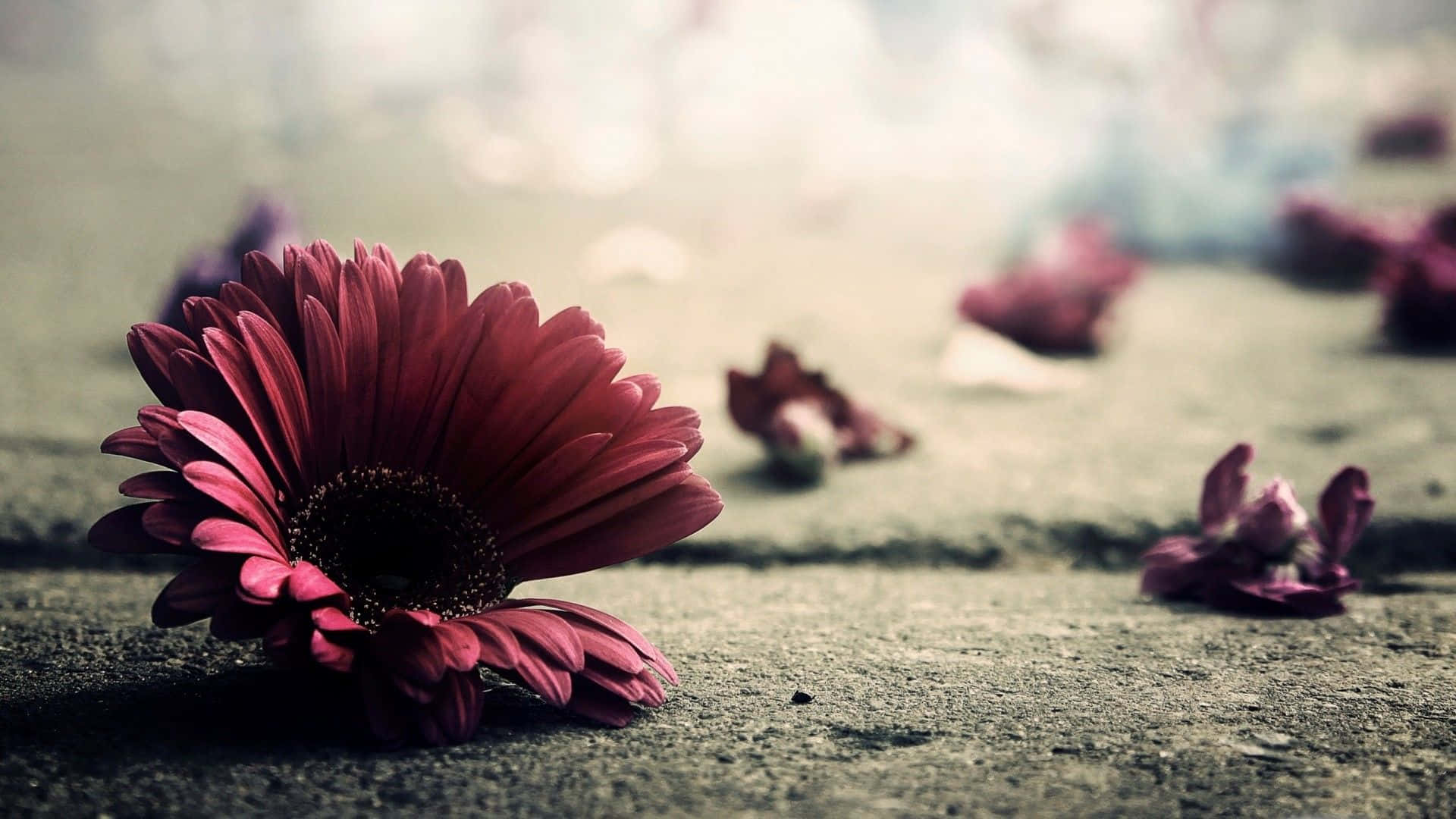 Photography Desktop 桌布 壁紙 — 一朵深紅色的非洲菊雛菊掉落在碎石地上，背景有模糊的花瓣。