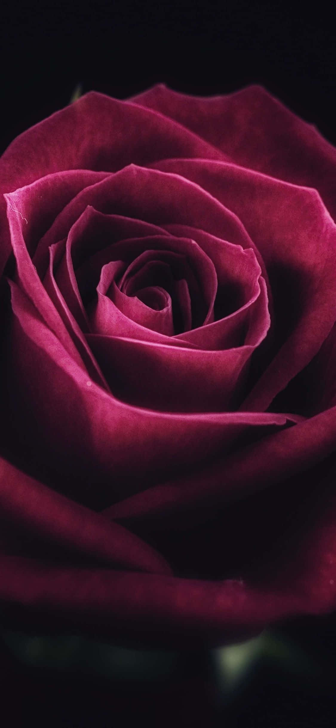 Rose Petal 桌布 壁紙 — 一朵深紫紅色玫瑰的特寫，帶有天鵝絨般的花瓣在黑色背景上展開。
