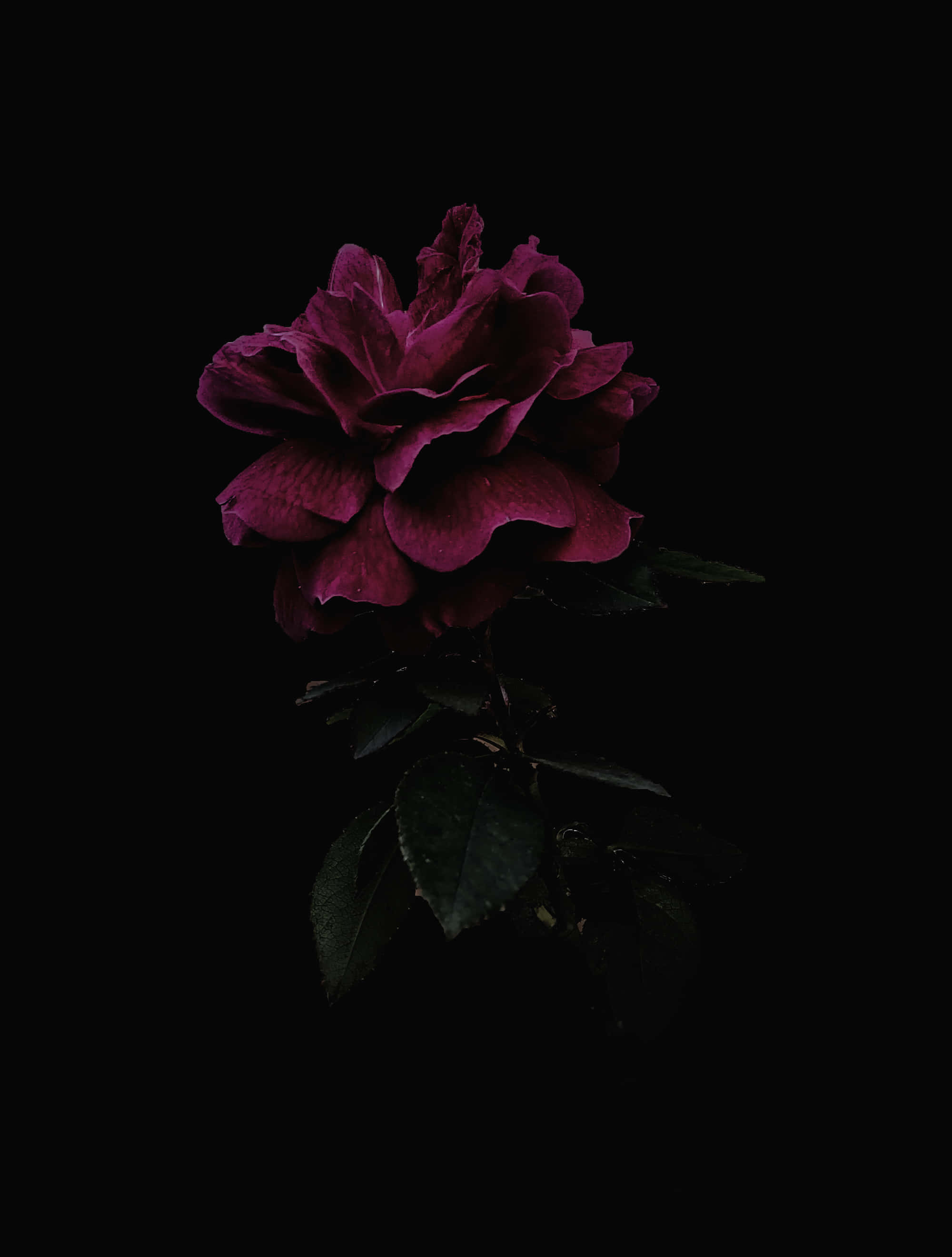 Dark Flower Aesthetic 桌布 壁紙 — 一朵深紫紅色的玫瑰，帶有深綠色葉子，在純黑色背景下脫穎而出。