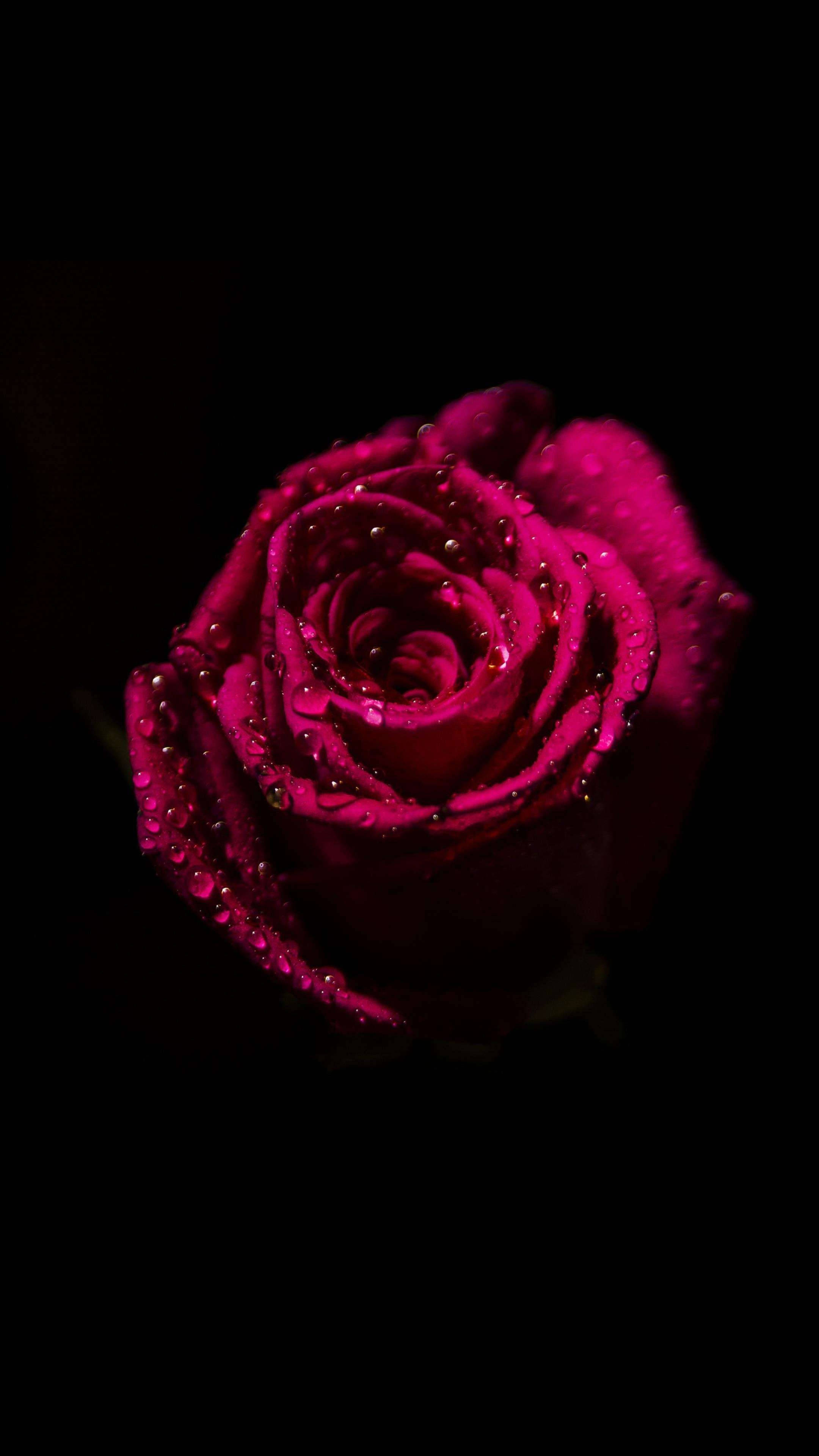 Rose Flower 桌布 壁紙 — 一朵深紫紅色的玫瑰在純黑背景下閃爍著露珠。