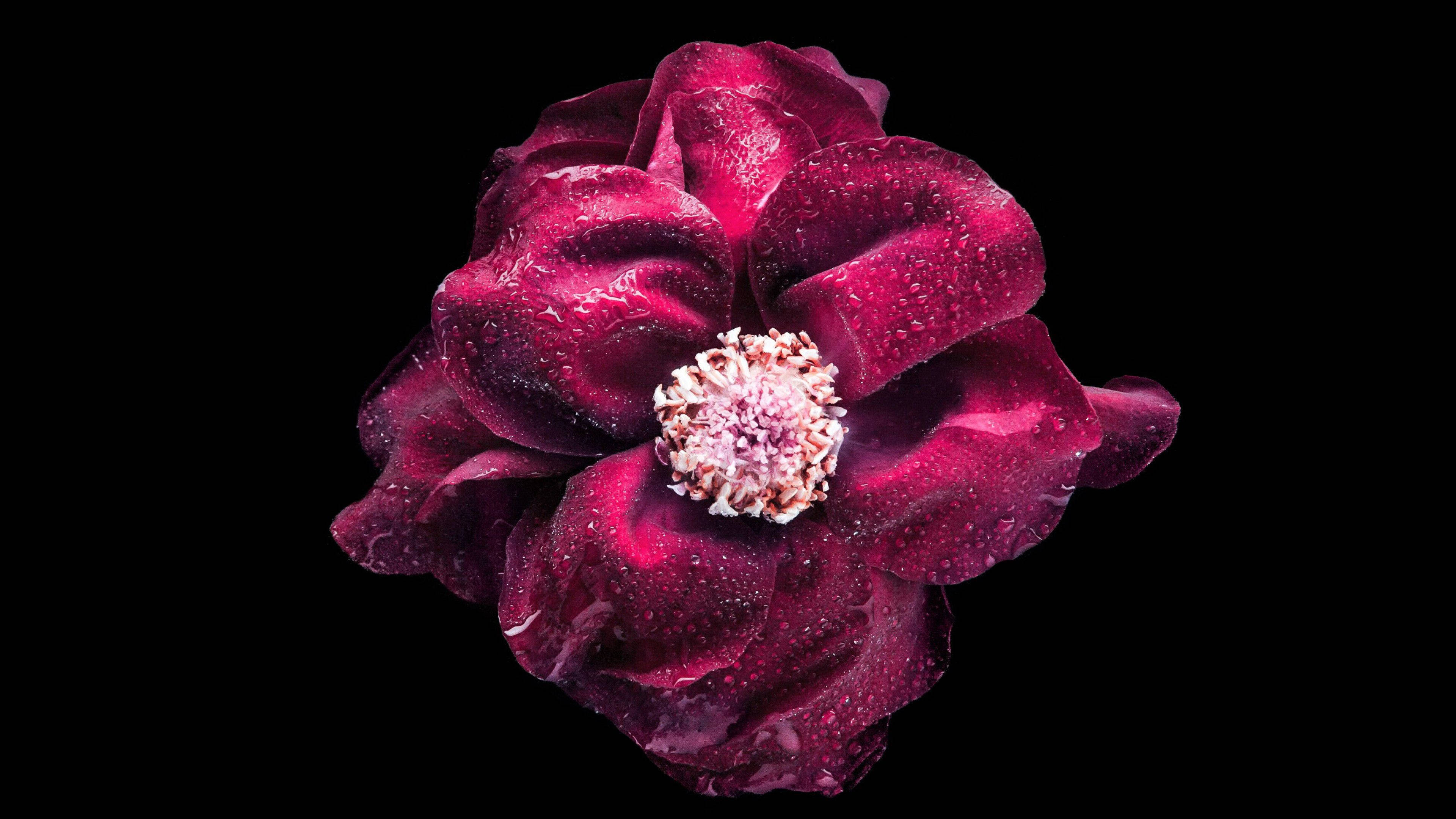 Flower Desktop 桌布 壁紙 — 一朵深紫紅色的玫瑰帶有露珠，在純黑背景下閃閃發光。
