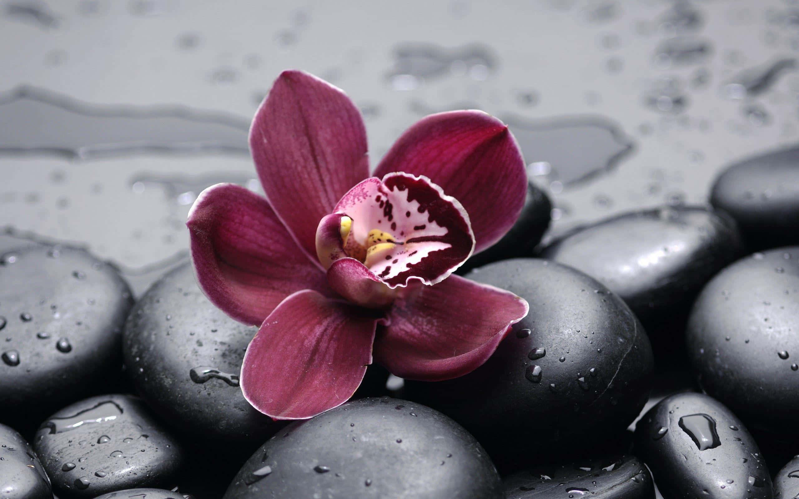 Orchids 桌布 壁紙 — 一朵深紫紅色的蘭花優雅地綻放在光滑濕潤的黑色石頭上，水滴在柔和光線下閃閃發光。
