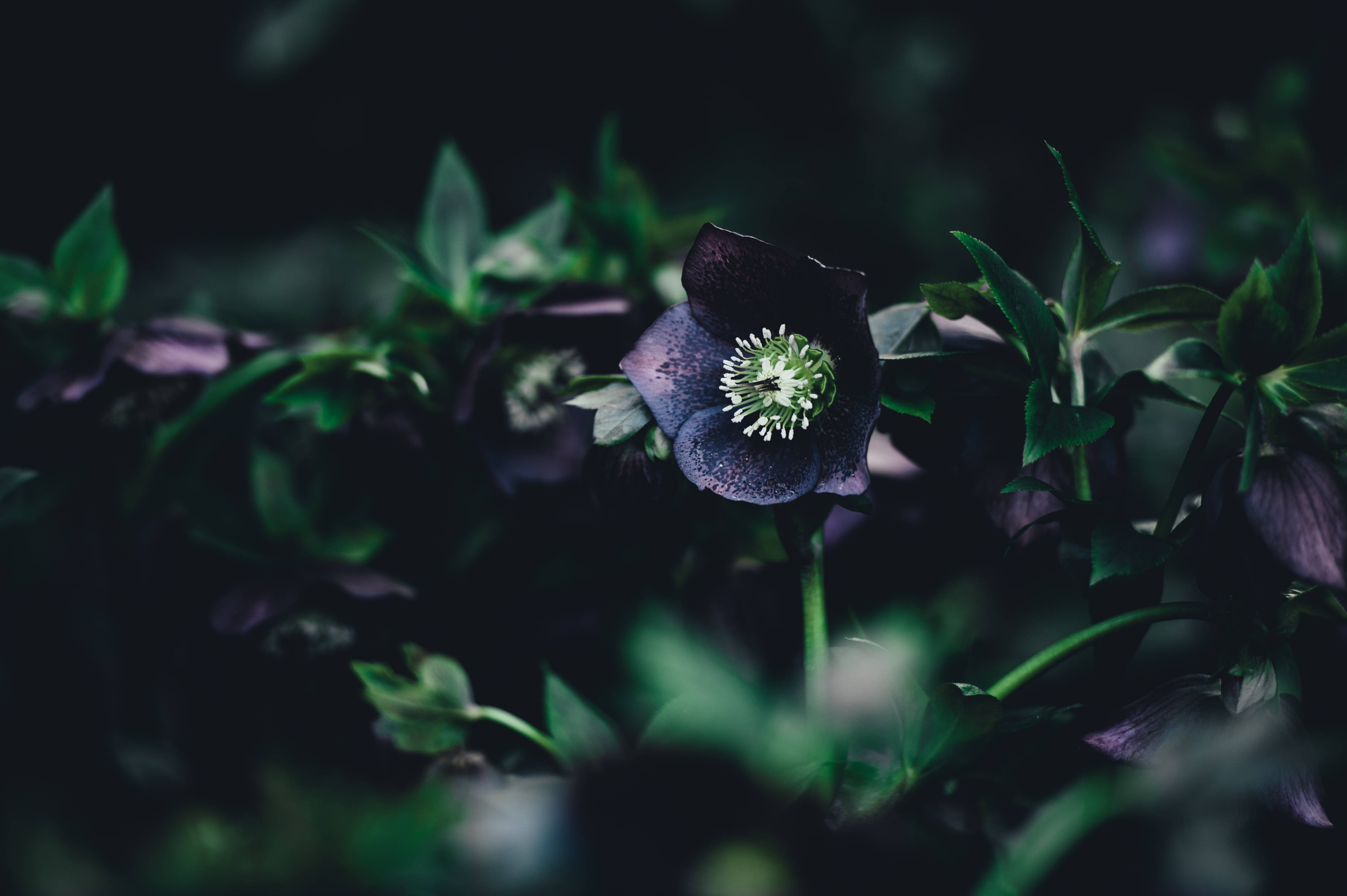 暗色花卉 桌布 壁紙 — 一朵深紫色、白色中心的鐵筷子花在陰影暮色中，在茂密的綠葉中綻放。