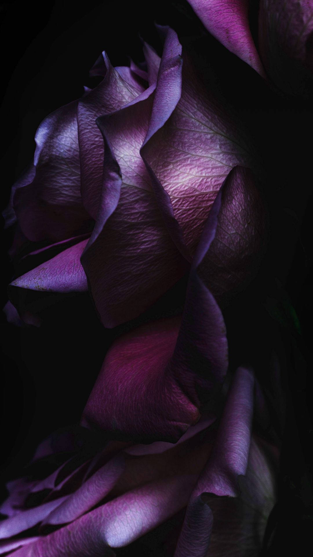 Rose iPhone 桌布 壁紙 — 一朵深紫色玫瑰的特寫，帶有天鵝絨般的花瓣，在黑色背景上被照亮。