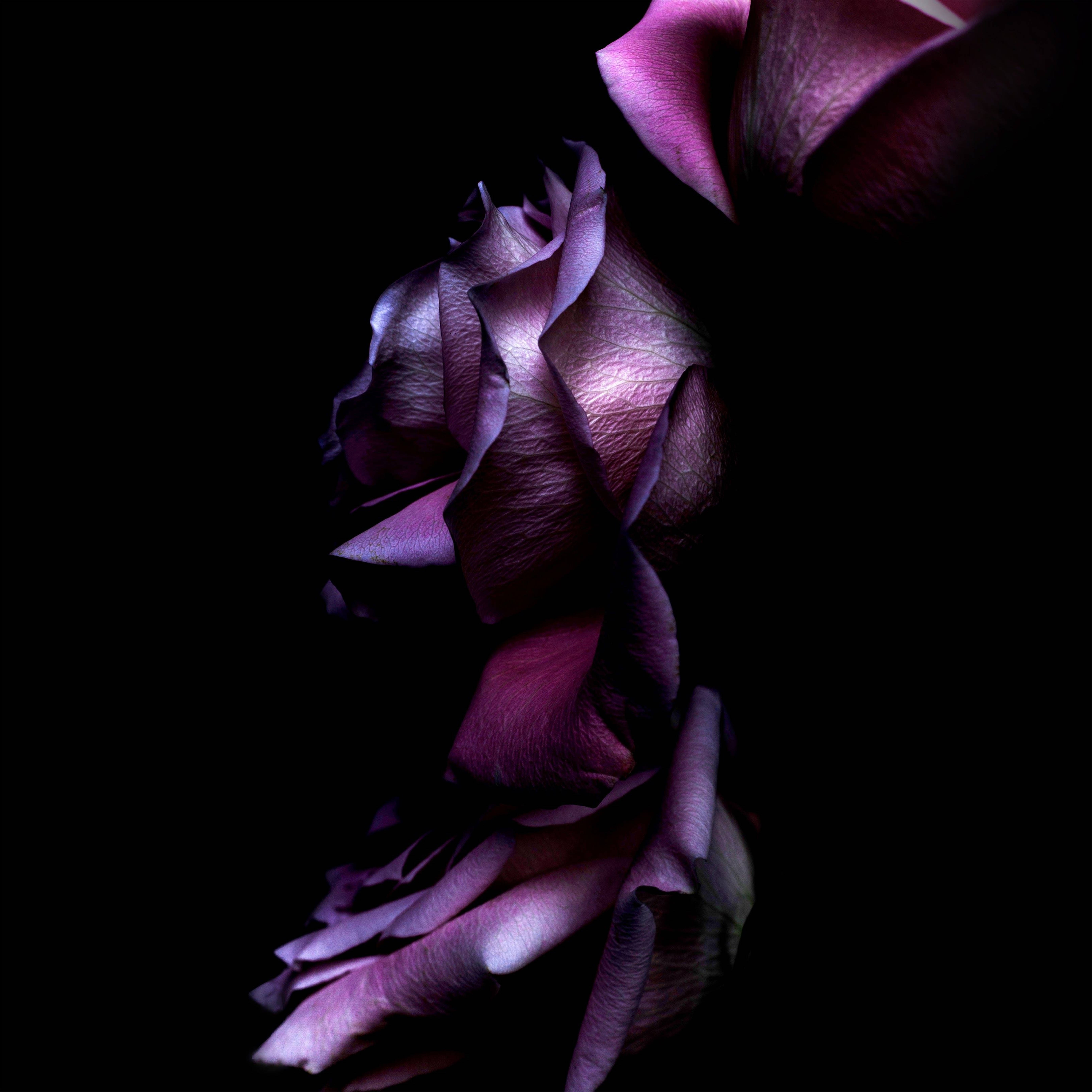 Rose Flower 桌布 壁紙 — 一朵深紫色的玫瑰在純黑色背景下散發柔和光芒，展現出複雜的花瓣紋理。