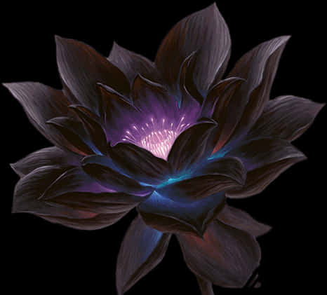 lotus 桌布 壁紙 — 一朵深紫色蓮花在黑色背景上散發著內在的光芒。