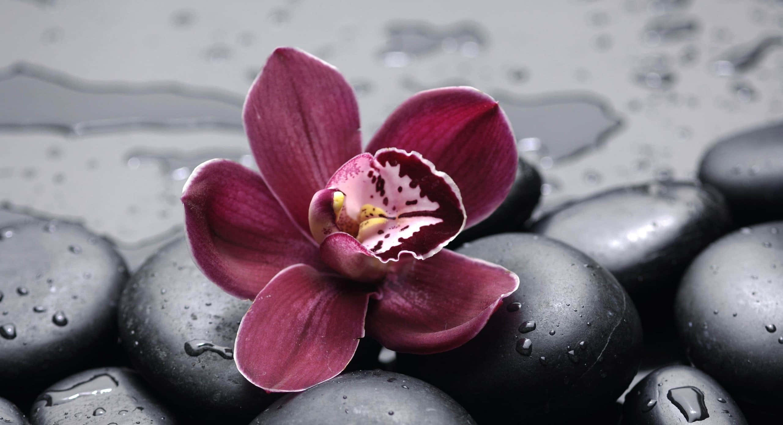 花 桌布 壁紙 — 一朵深紫色蘭花優雅地在濕潤的黑石上綻放，在柔和光線下水珠閃閃發光。
