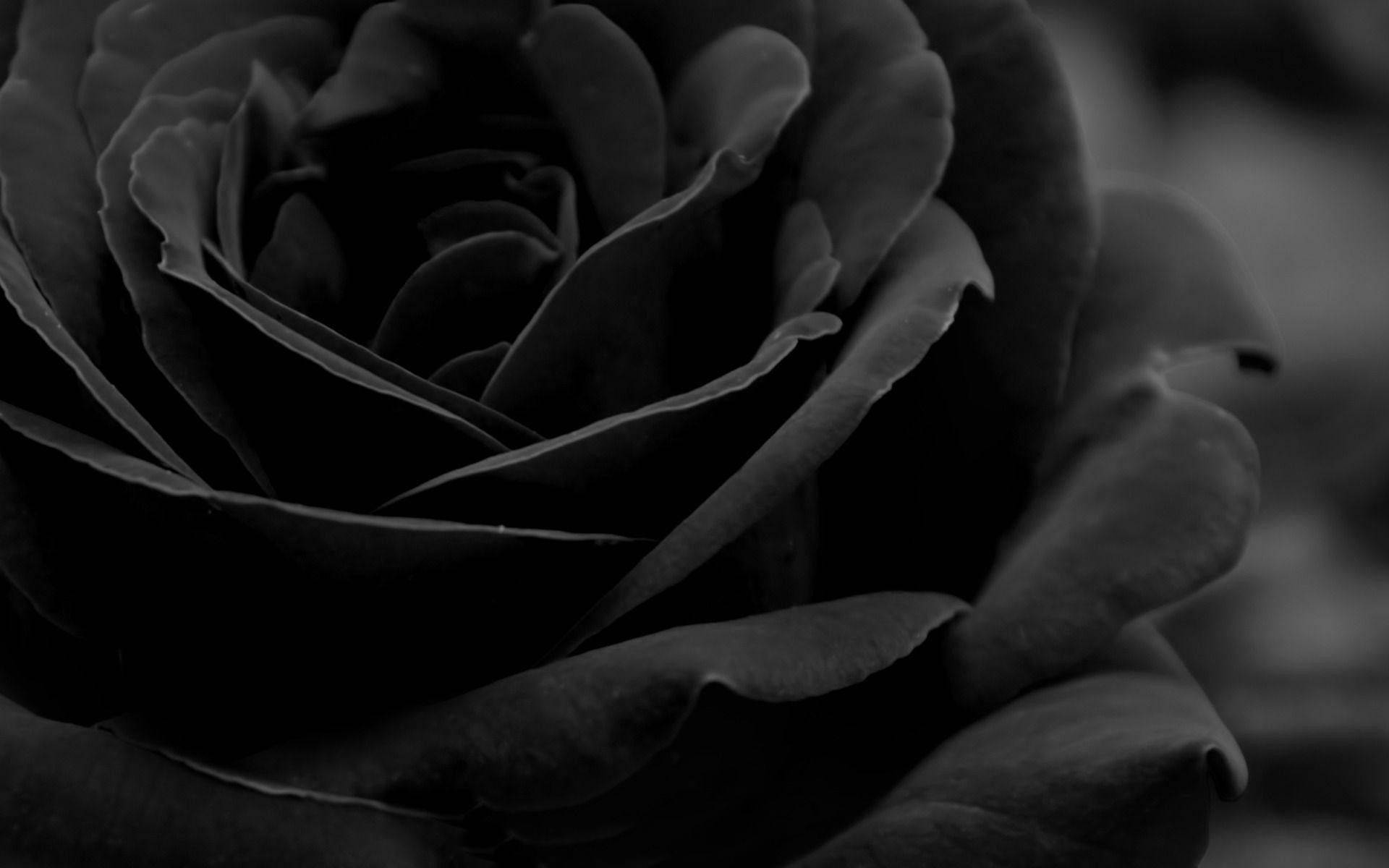 Rose Flower 桌布 壁紙 — 一朵深色玫瑰的單色特寫，帶有複雜的層層花瓣和柔和陰影。