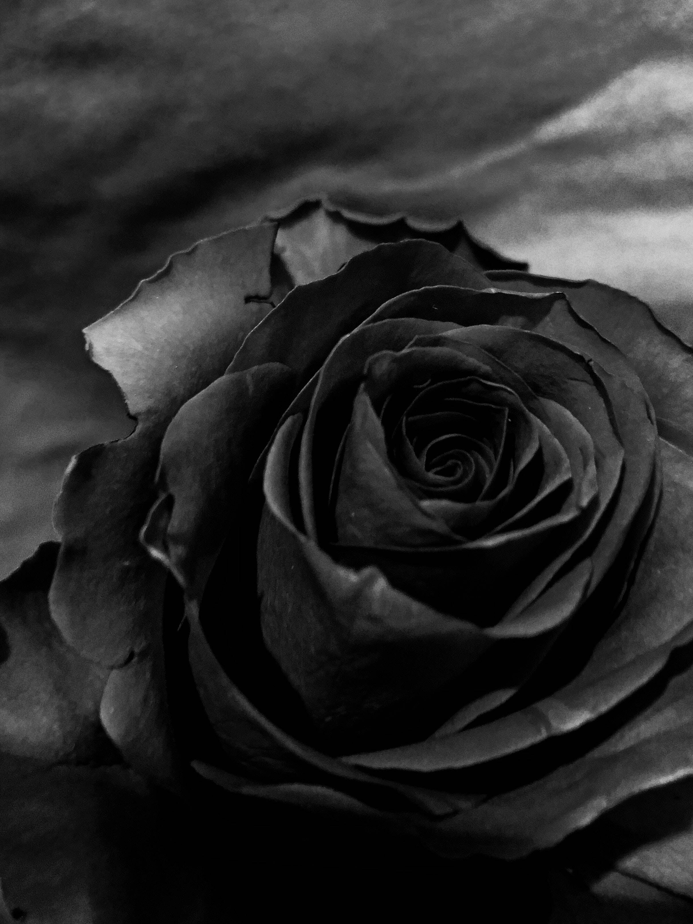 Rose Flower 桌布 壁紙 — 一朵深色玫瑰的單色特寫，帶有複雜層疊的花瓣，背景為紋理織物。