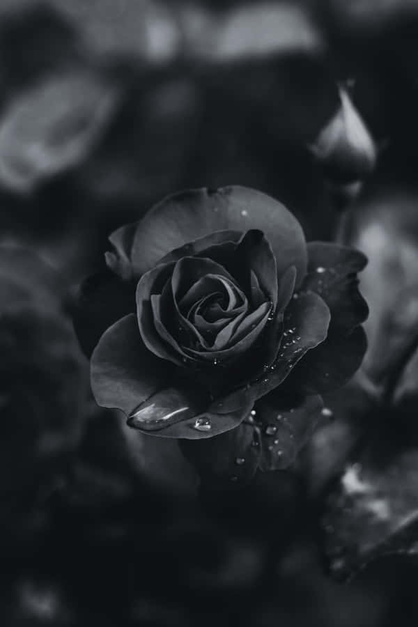 black aesthetic rose 桌布 壁紙 — 一朵深色玫瑰的特寫單色照片，花瓣上閃爍著水珠，背景是模糊的花園。