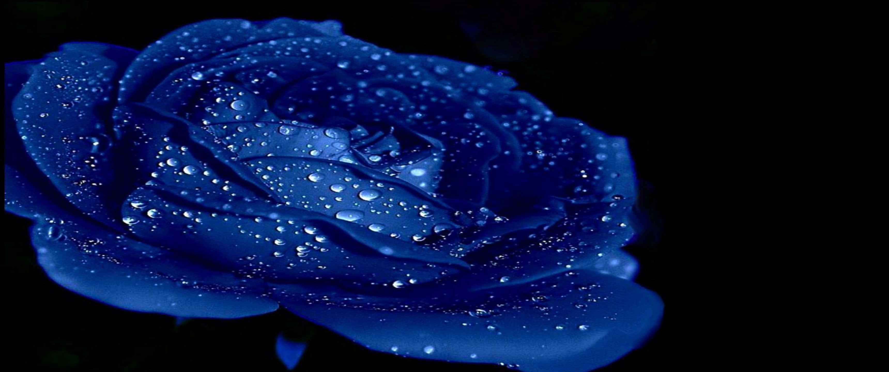 3440x1440p Roses 桌布 壁紙 — 一朵深藍色玫瑰在純黑背景上閃爍著露珠。