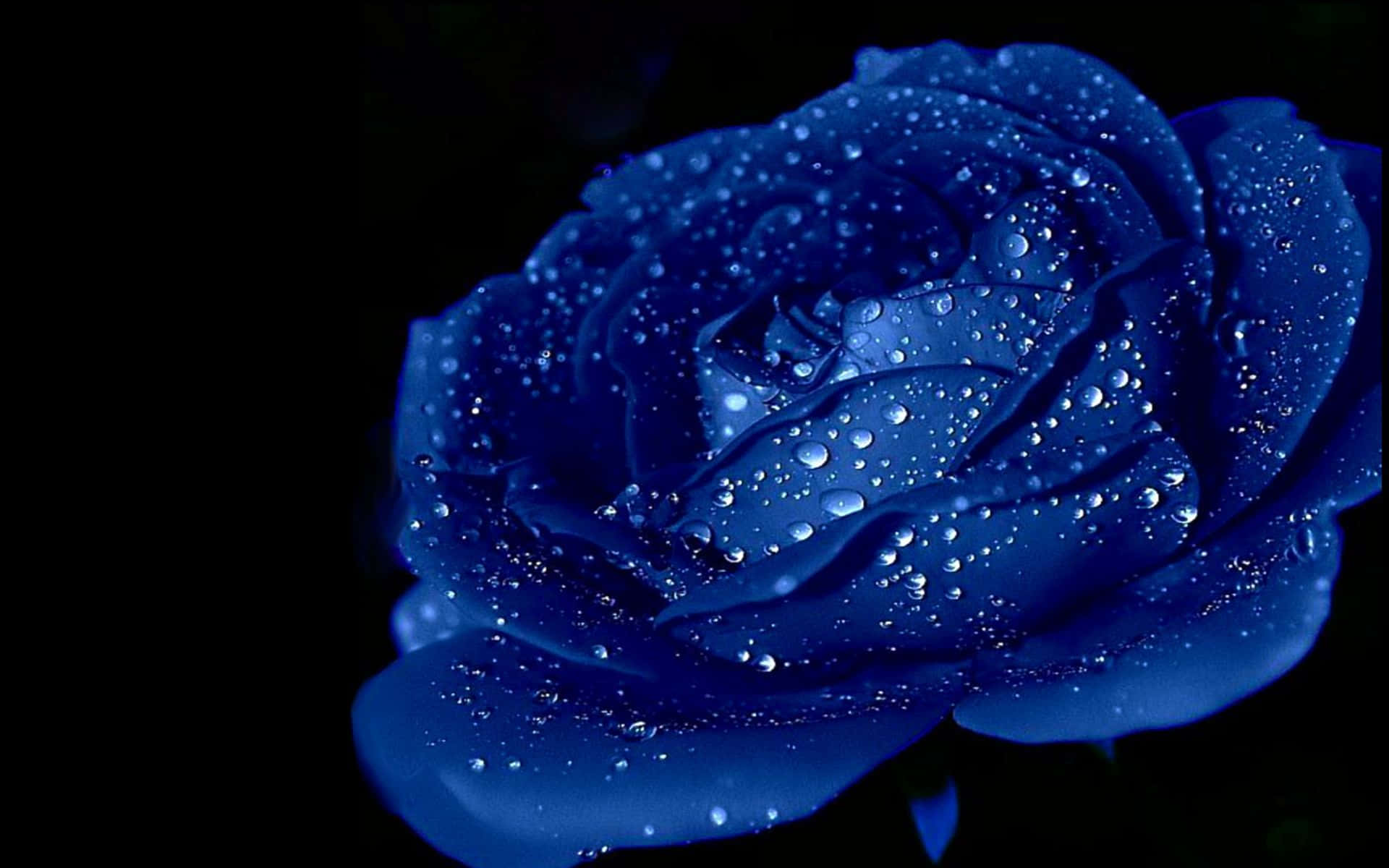 Rose Flower 桌布 壁紙 — 一朵深藍色玫瑰在純黑背景下閃爍著露珠，呈現戲劇性的特寫。