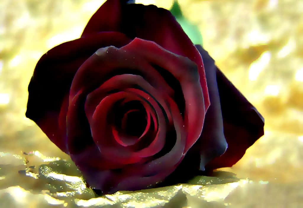 Roses 桌布 壁紙 — 一朵深酒紅色的玫瑰帶著露珠，在溫暖的陽光下靜靜地躺在金色紋理表面上。