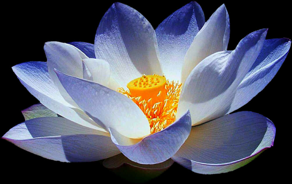 lotus 桌布 壁紙 — 一朵潔白無瑕的蓮花，帶有藍色調的花瓣和鮮黃色的花心，在純黑背景中綻放。
