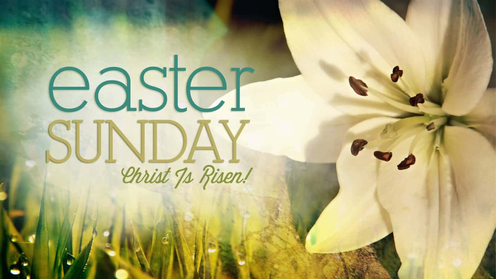 Religious Easter 桌布 壁紙 — 一朵燦爛的白百合在帶露水的草叢中盛開，'Easter Sunday Christ Is Risen!' 以柔和的青綠色和金色文字閃耀。