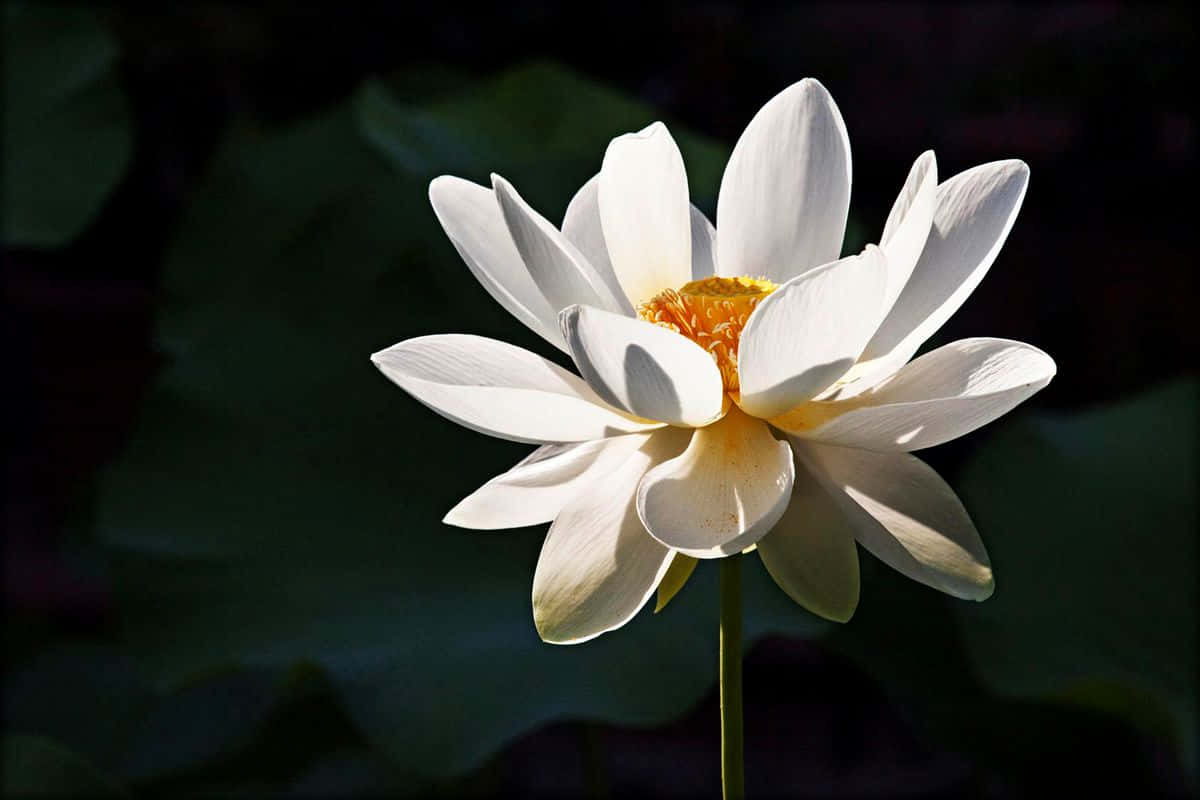 花 桌布 壁紙 — 一朵燦爛的白蓮花，帶有金色花心，在深綠色葉子背景中綻放。