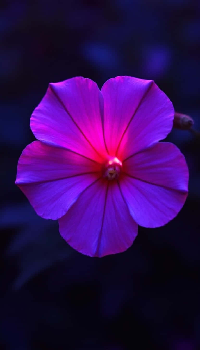 Flower 壁紙 — 一朵燦爛的紫色花朵在深藍色模糊背景中閃耀著火熱的粉紅色中心。